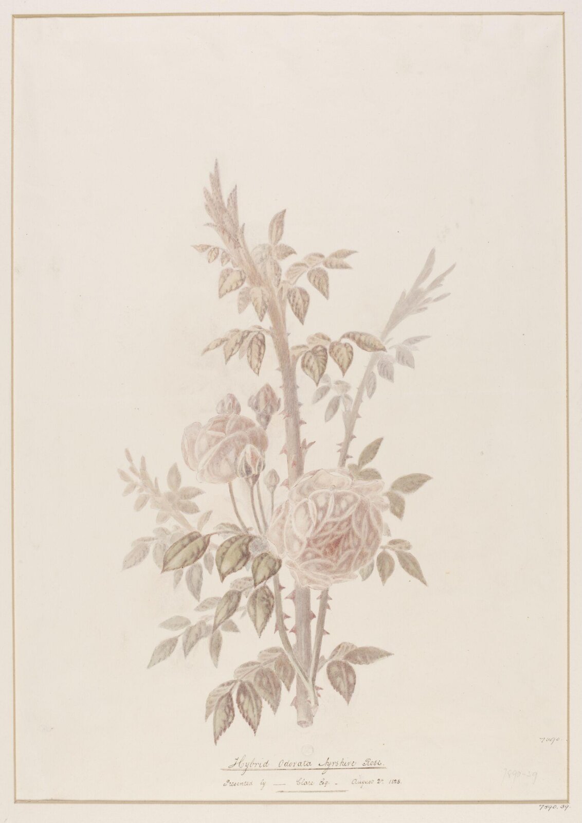 Drawing, ca. 1825