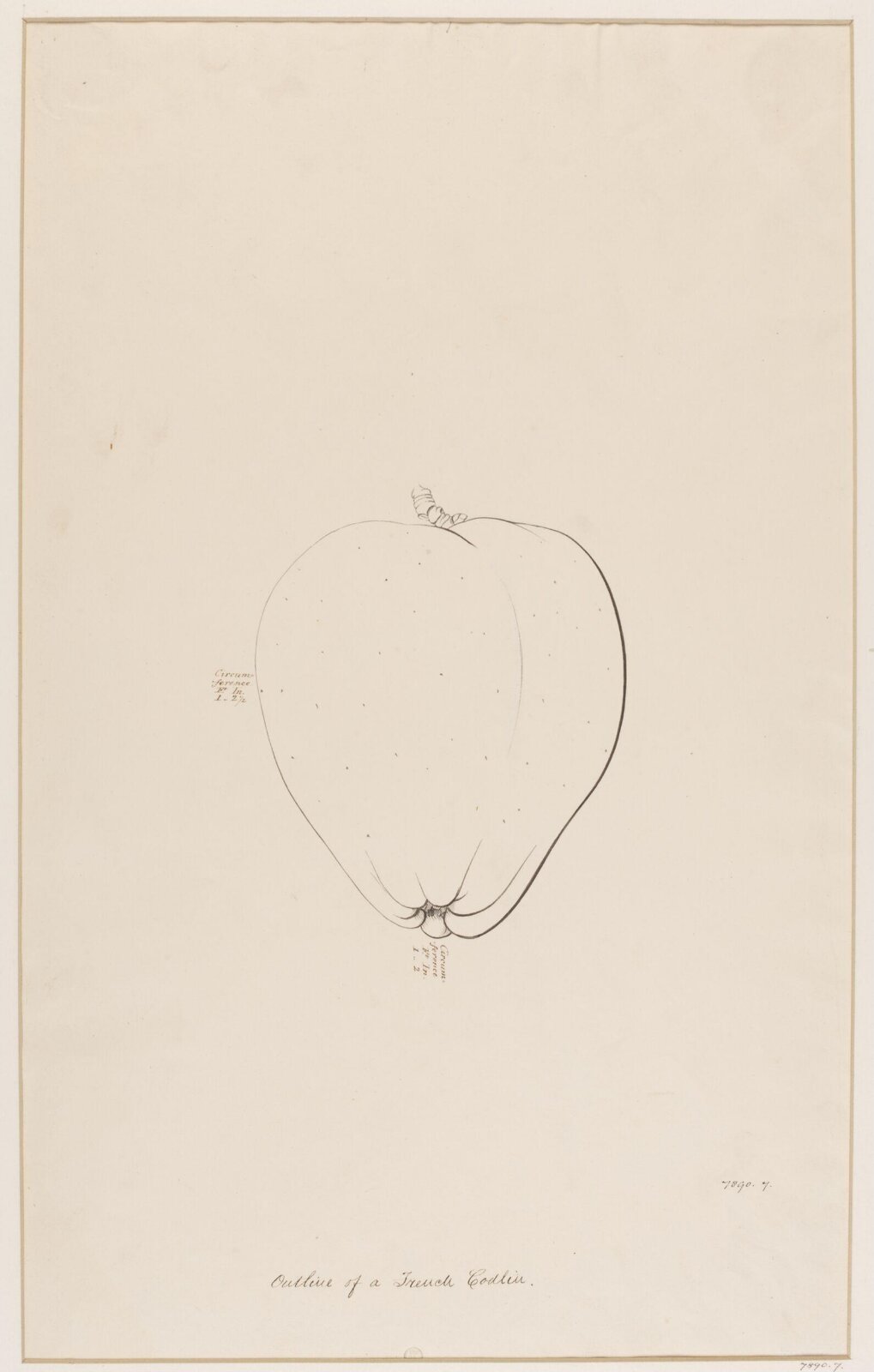 Drawing, James Sowerby, ca. 1817