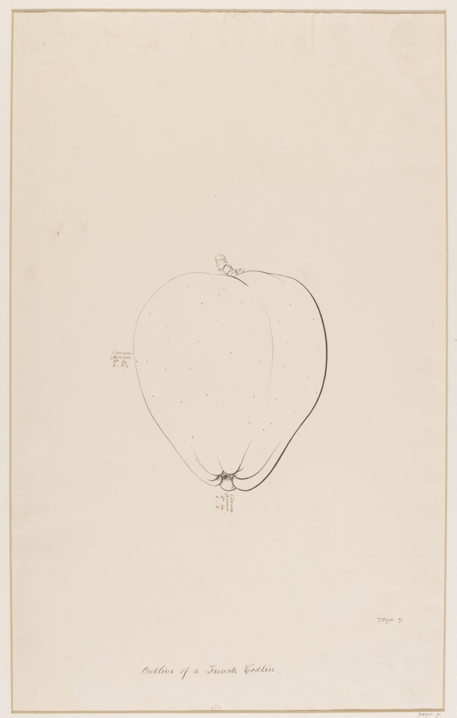 Drawing, James Sowerby, ca. 1817