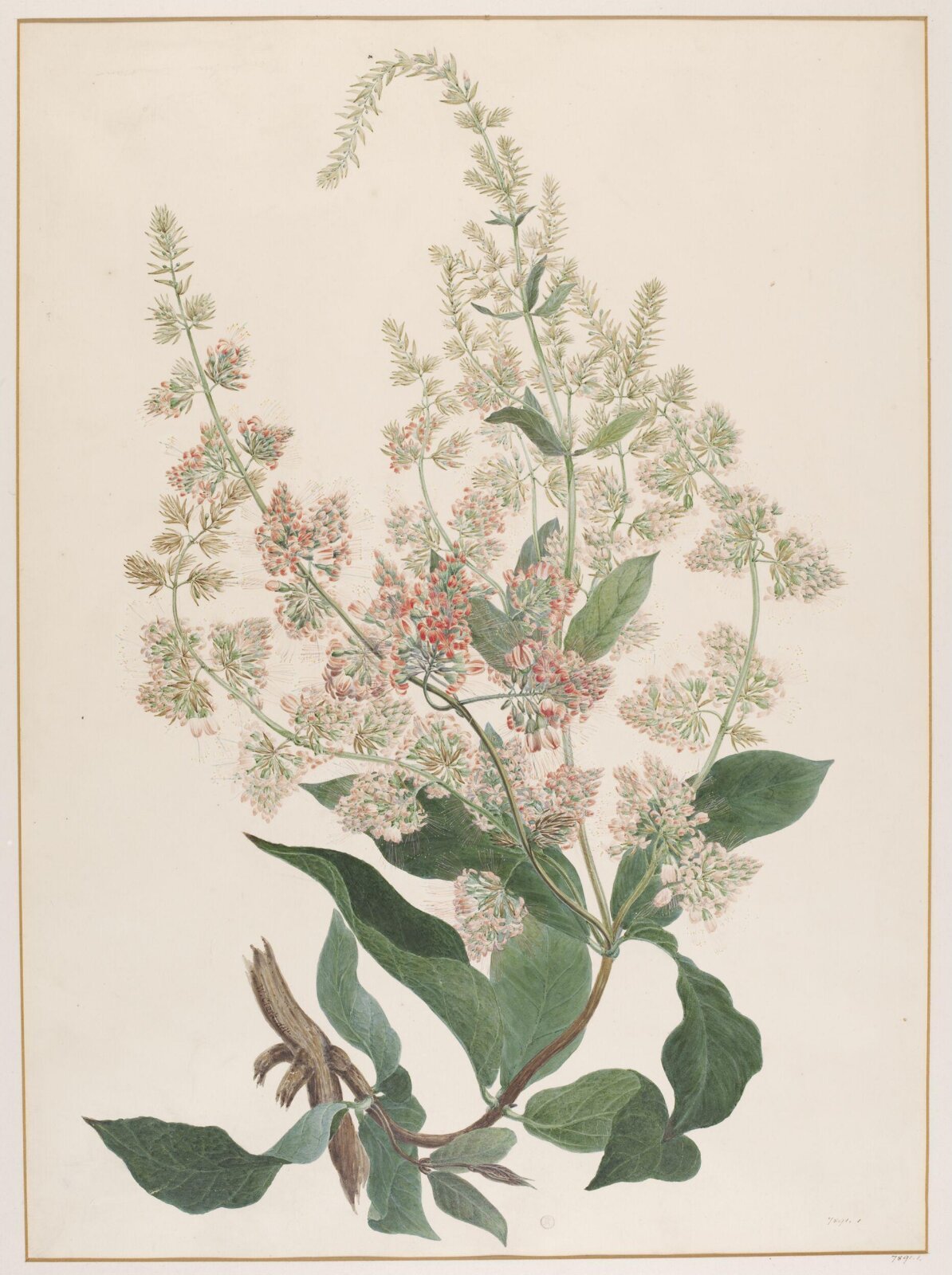 Drawing, 1820-40