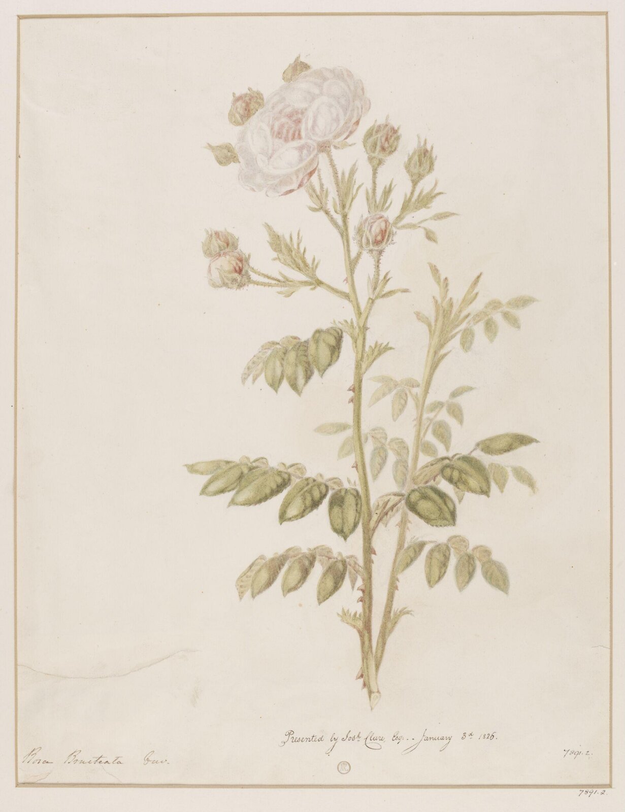 Drawing, ca. 1826