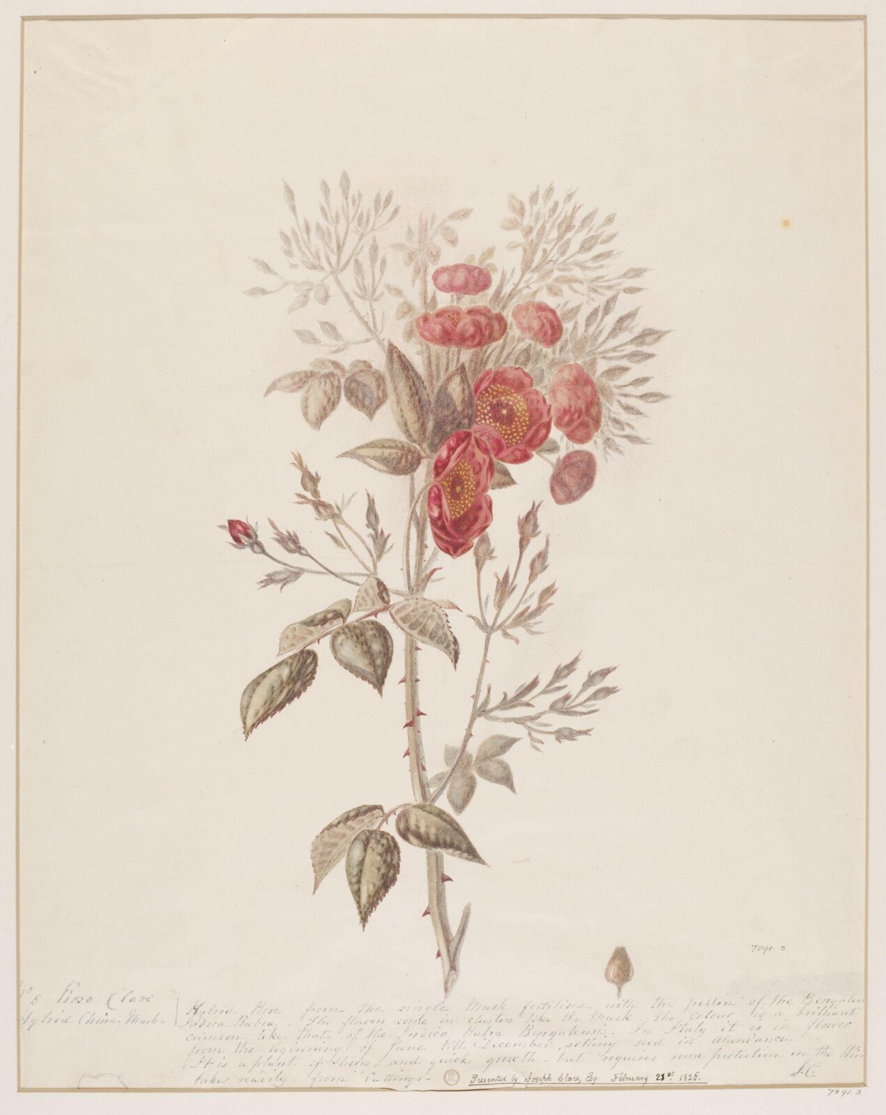 Drawing, ca. 1826