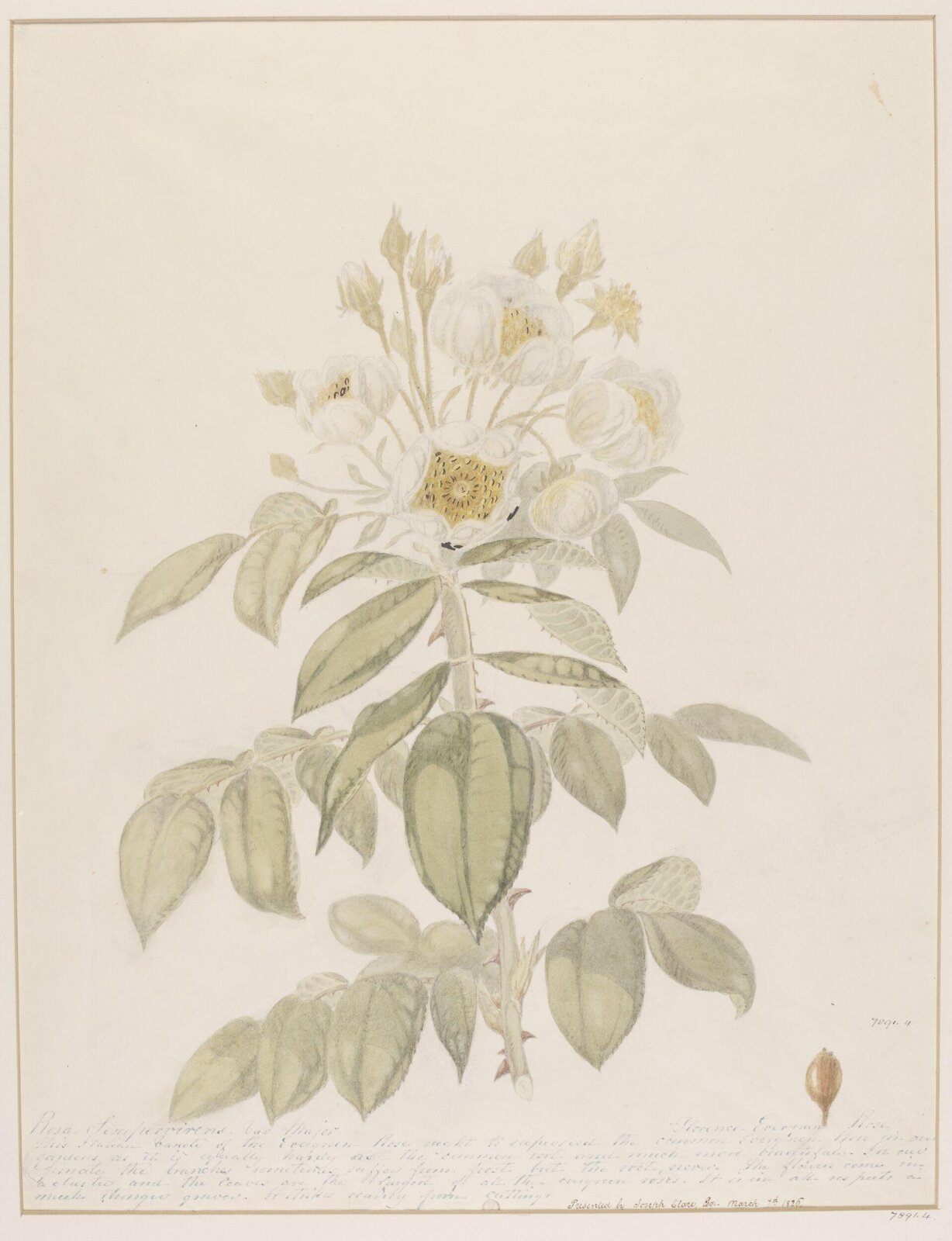 Drawing, ca. 1826