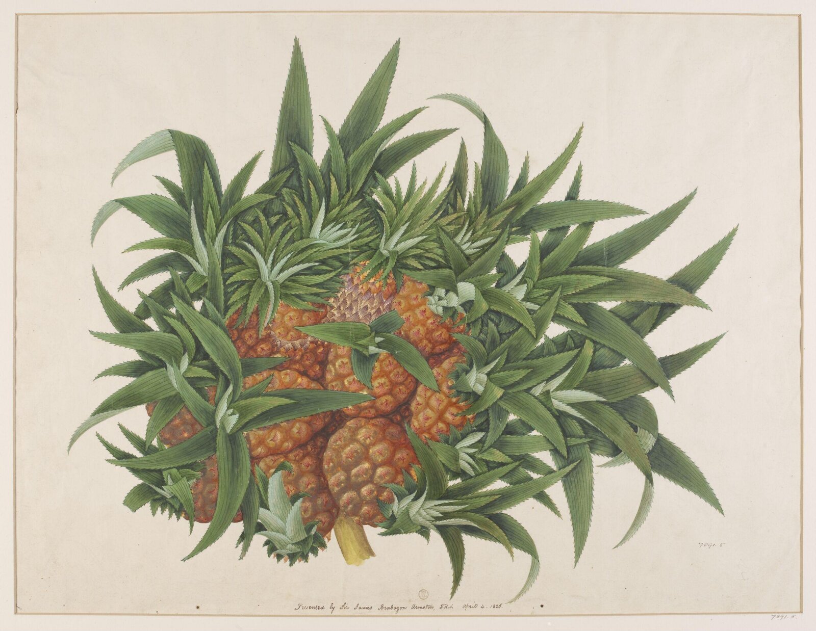 Drawing, ca. 1826