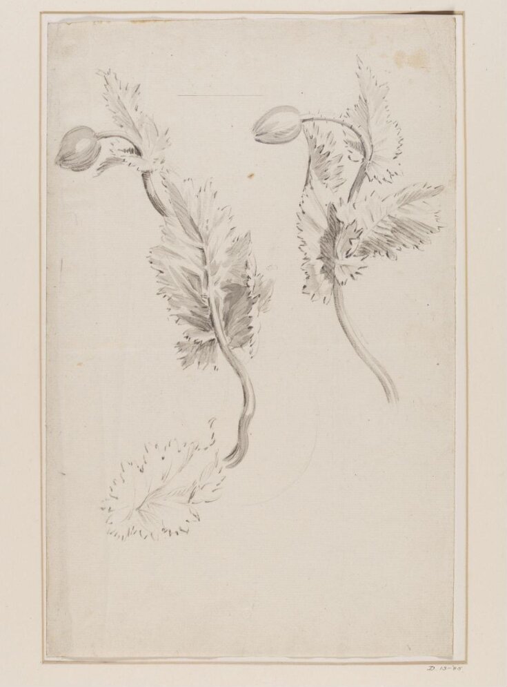 Studies of Two Sprigs of Opium Poppies (Papaver somniferum) top image