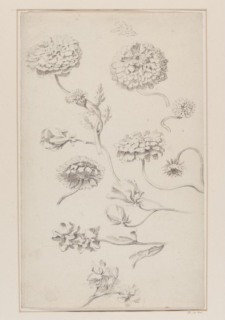 Studies of Chrysanthemums (Chrysanthemum x morifolium), Stocks (Matthiola) and sSweet Pea Blossoms (Lathyrus odoratus) top image