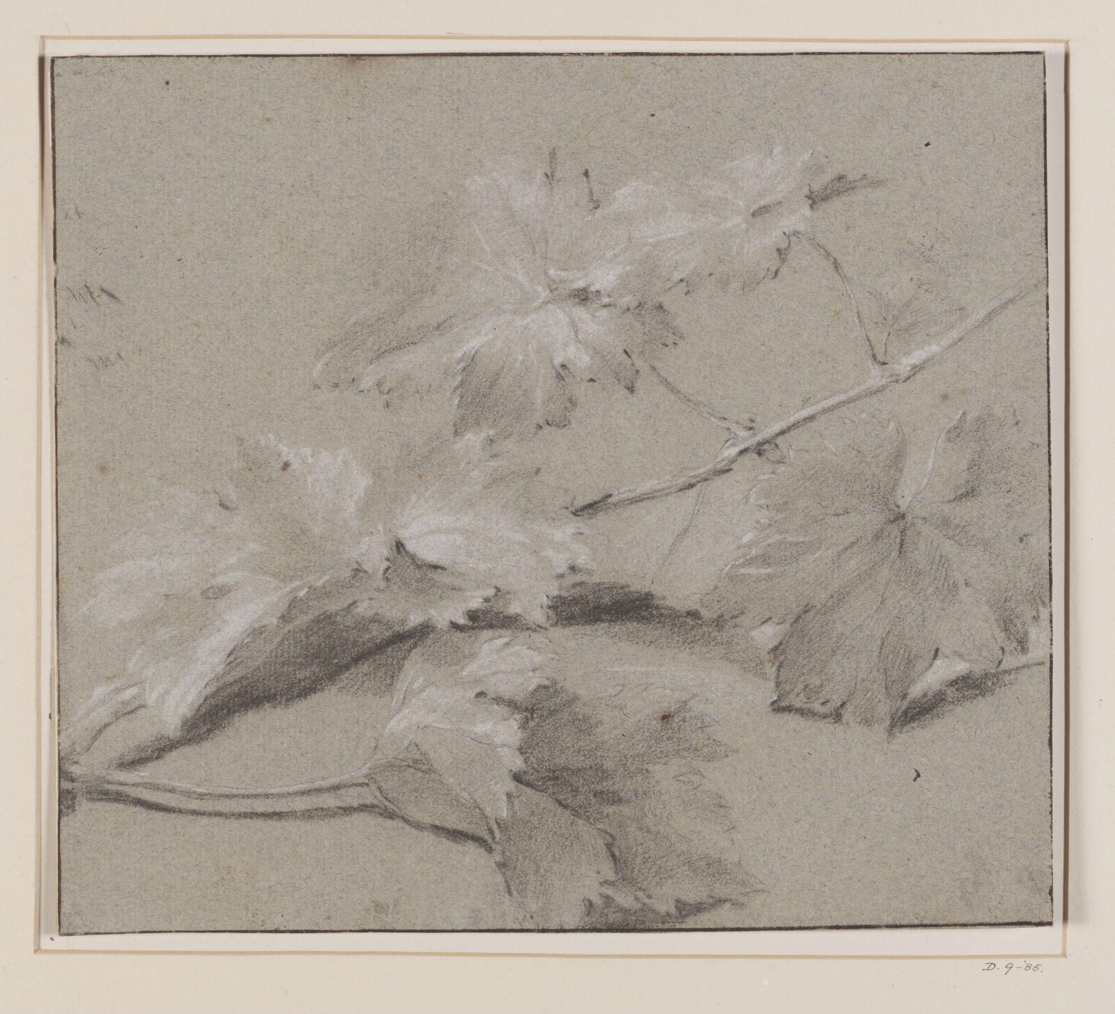 Drawing, Jan van Huysum