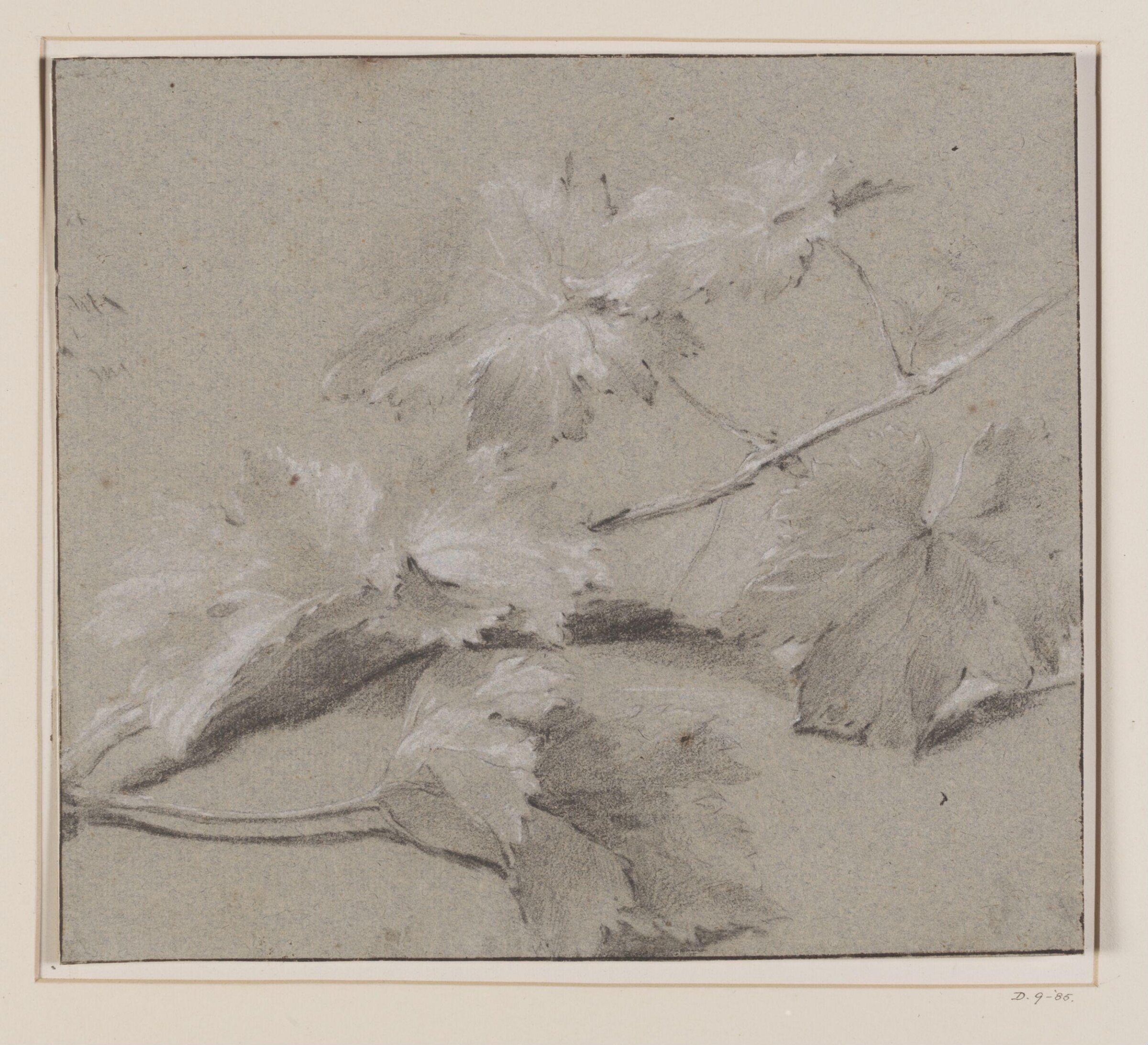 Drawing, Jan van Huysum