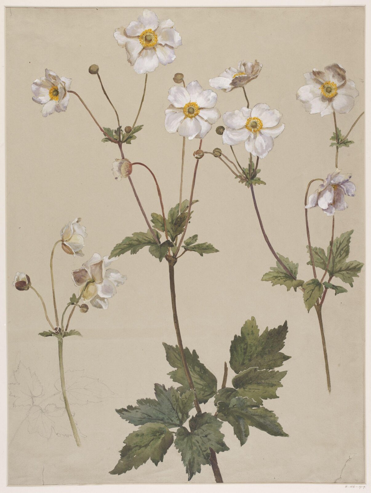 Drawing, Charlotte Horn Spiers, 1873-1914