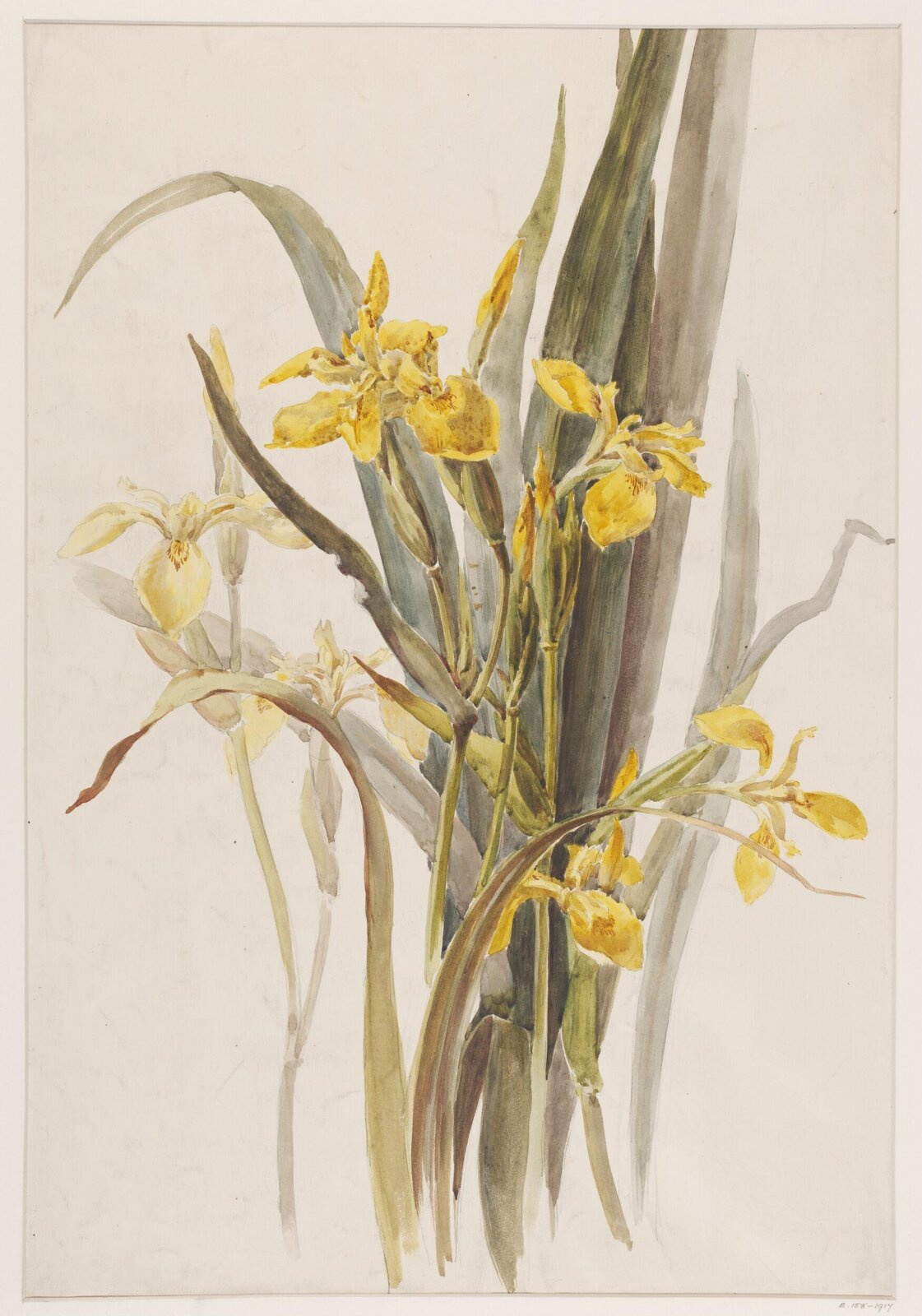 Drawing, Charlotte Horn Spiers, 1873-1914