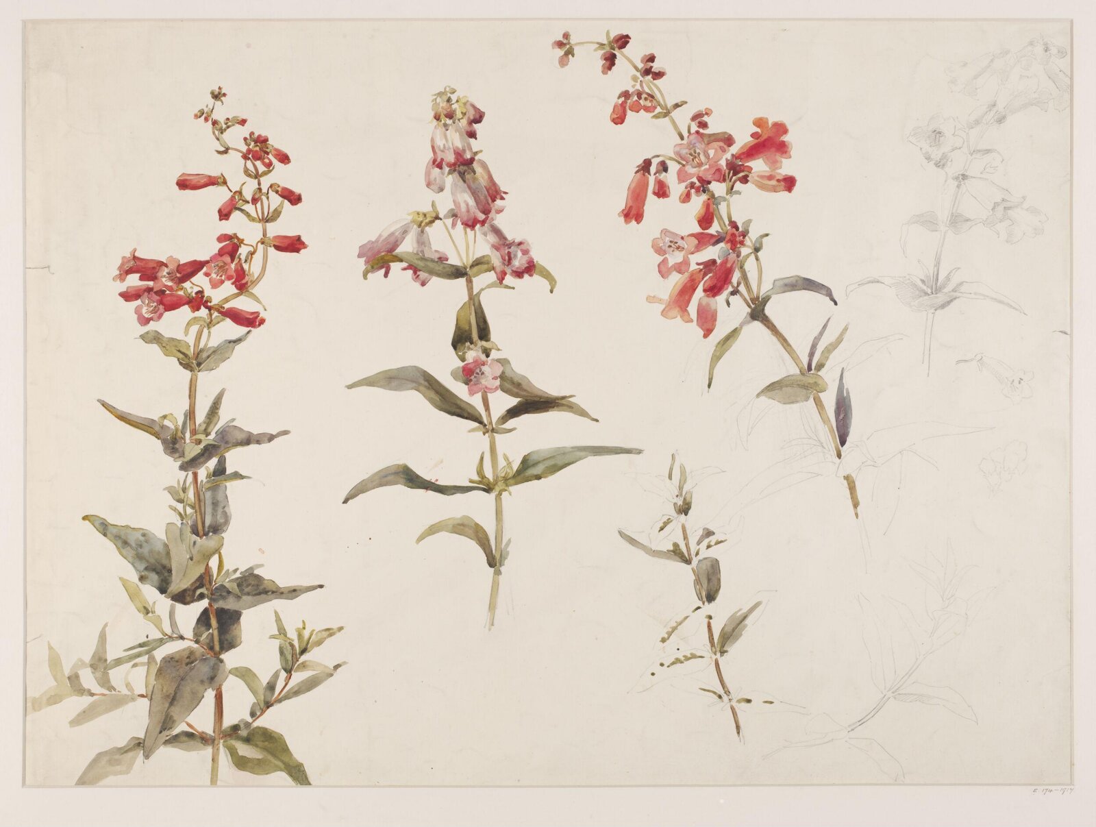 Drawing, Charlotte Horn Spiers, 1873-1914