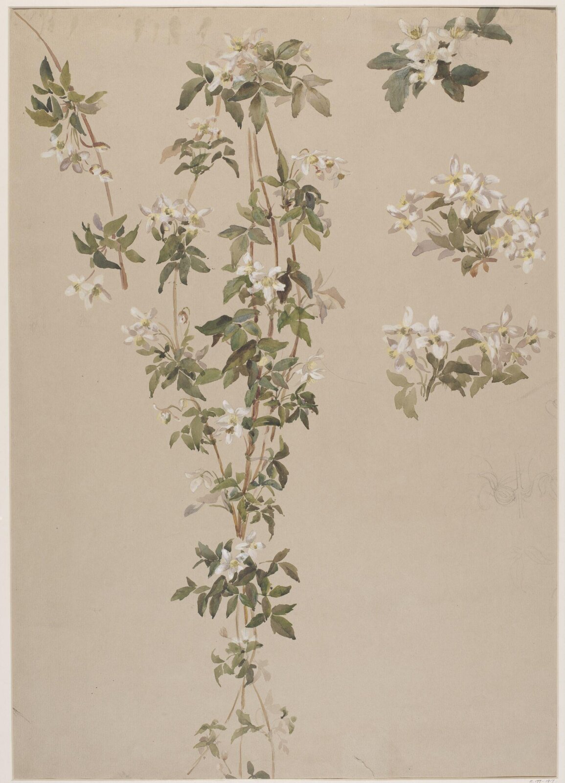 Drawing, Charlotte Horn Spiers, 1873-1914