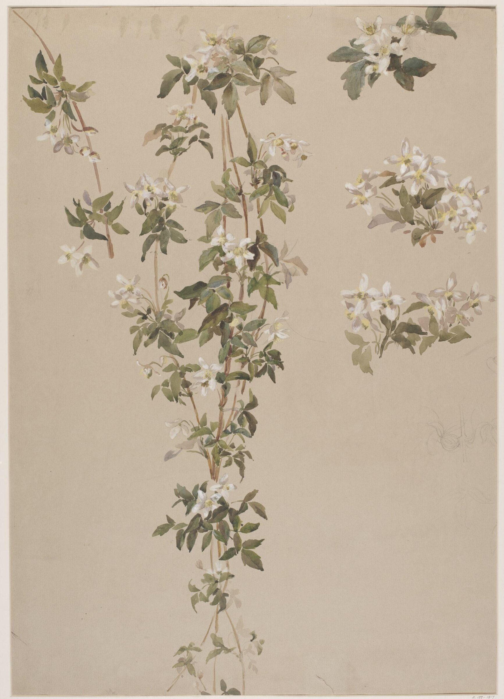 Drawing, Charlotte Horn Spiers, 1873-1914