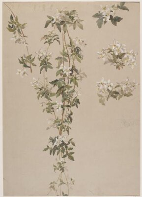 Drawing, Charlotte Horn Spiers, 1873-1914