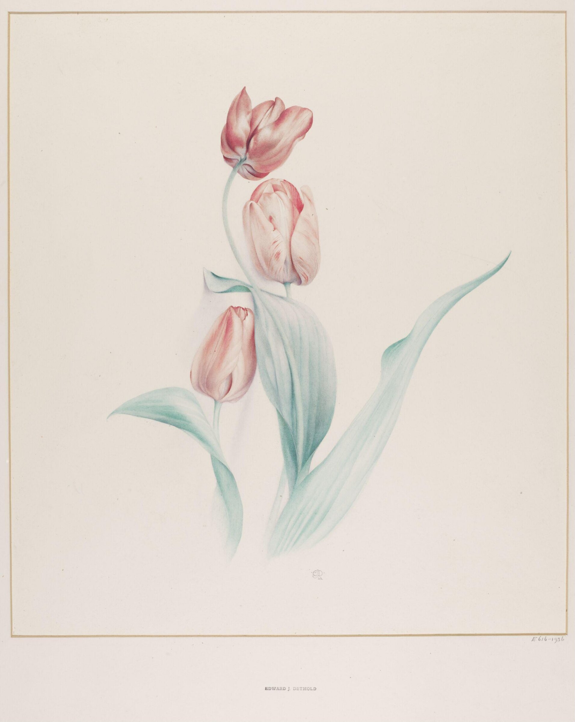 Tulips, Edward Julius Detmold, 1922