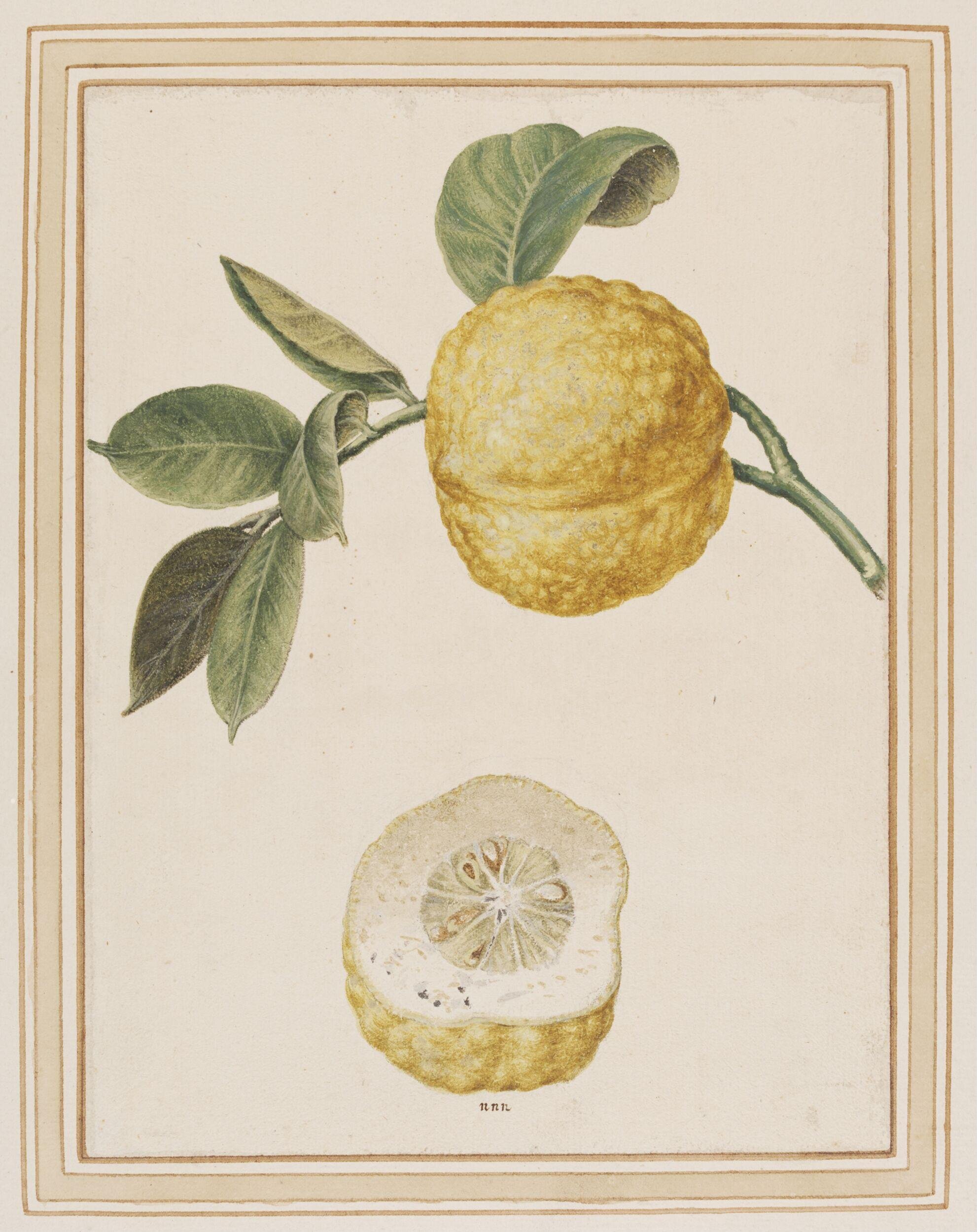 Citron-lemon, Citrus limonimedica
