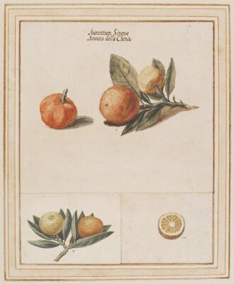 Myrtle-leaf orange, Citrus myrtifolia