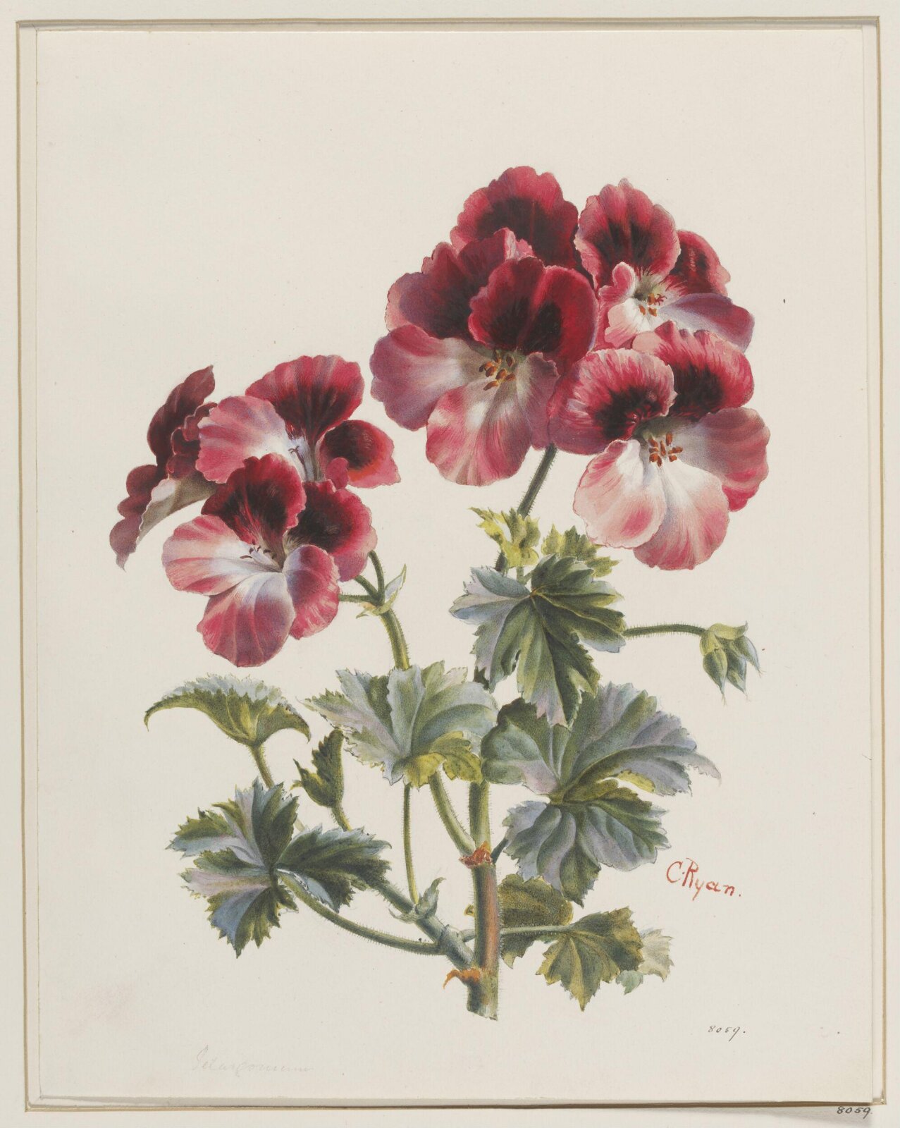 Drawing, 19th century