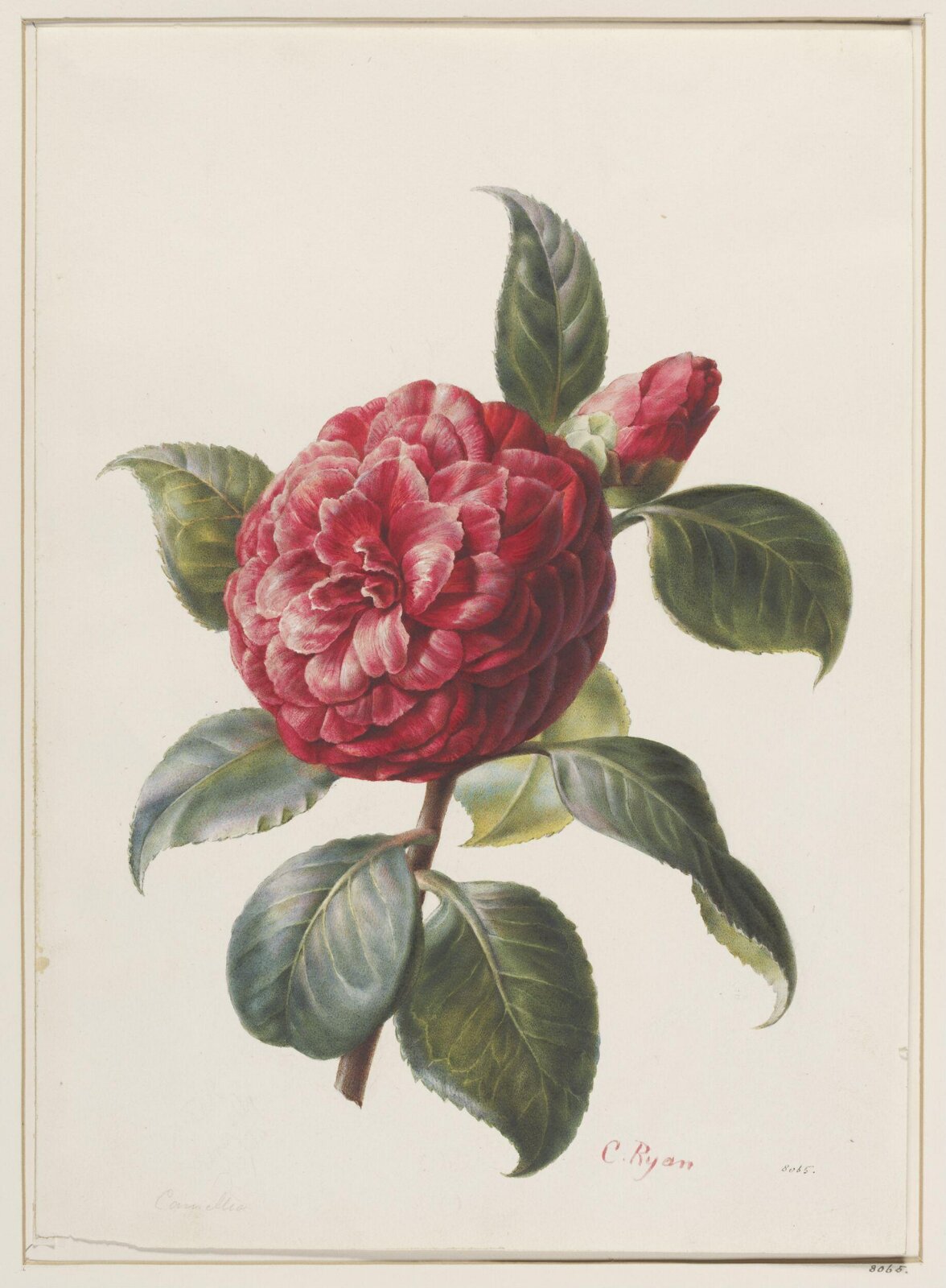 Drawing, 19th century