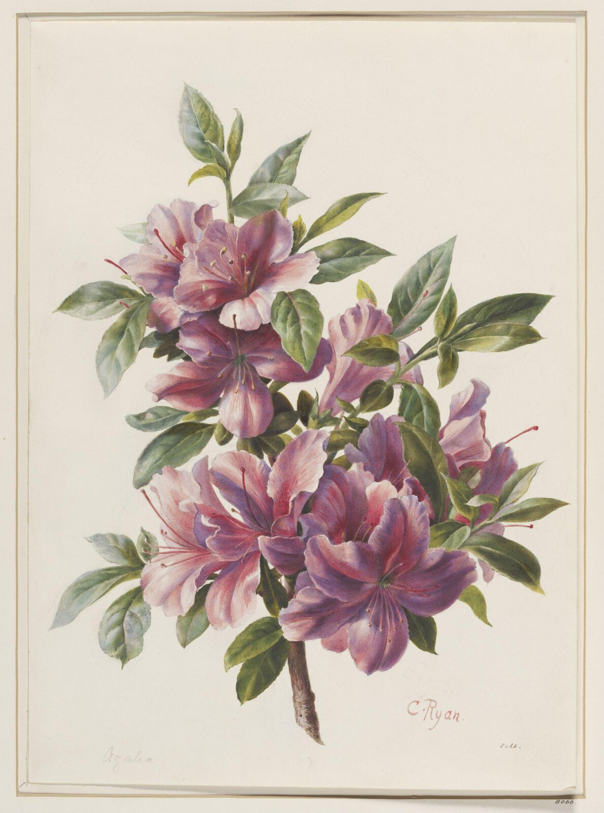 Drawing, 19th century