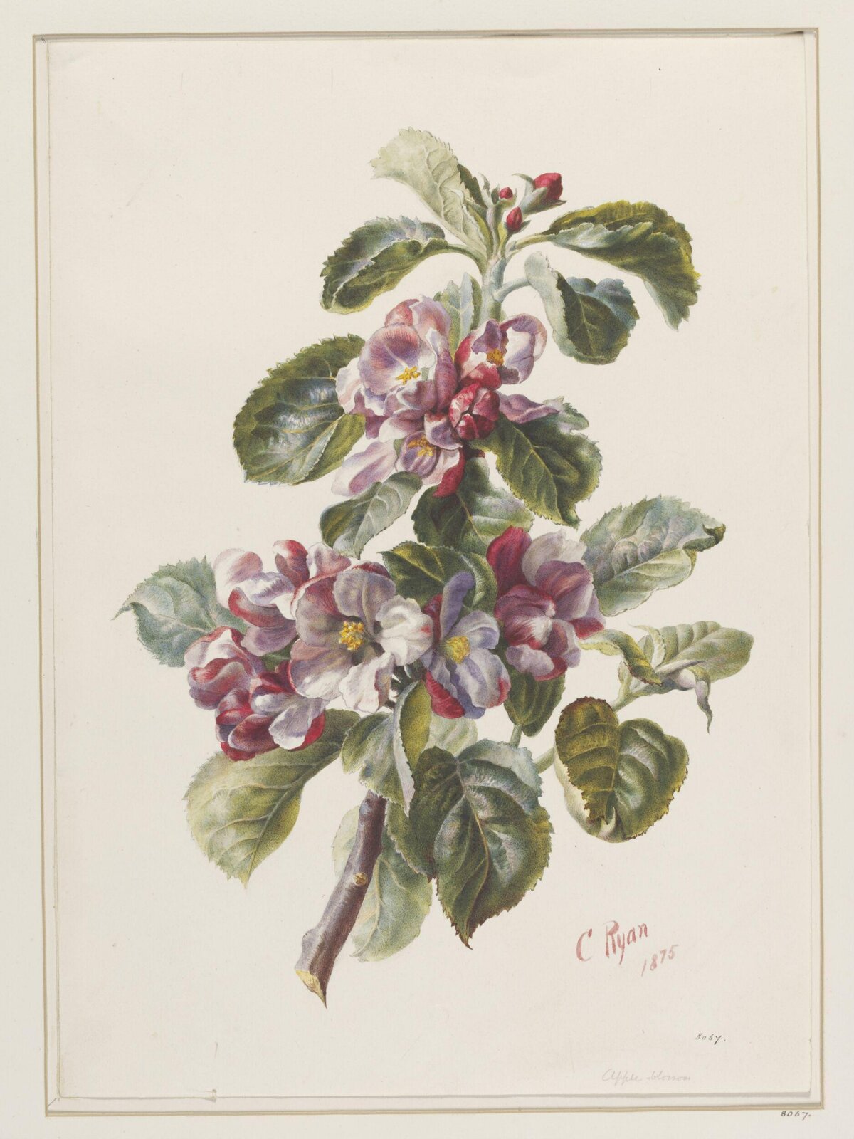 Drawing, 19th century