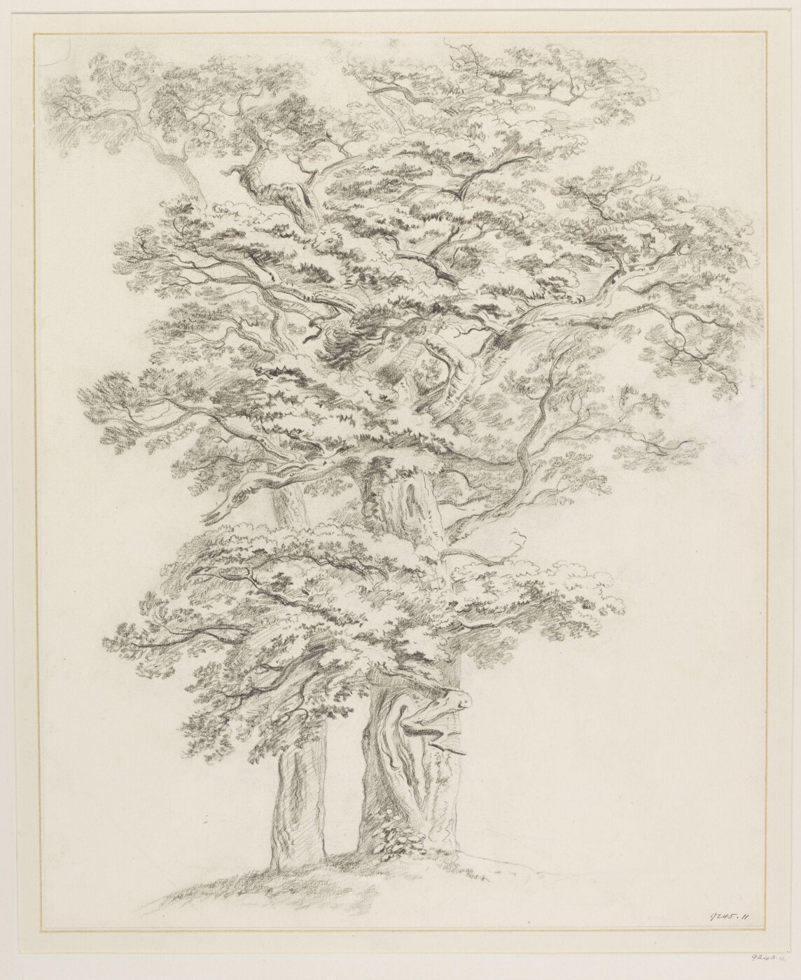Unknown, Drawing