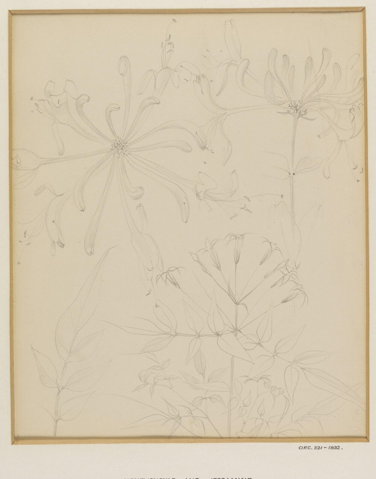 Honeysuckle and Jessamine, W. R. Lethaby, 1857-1931