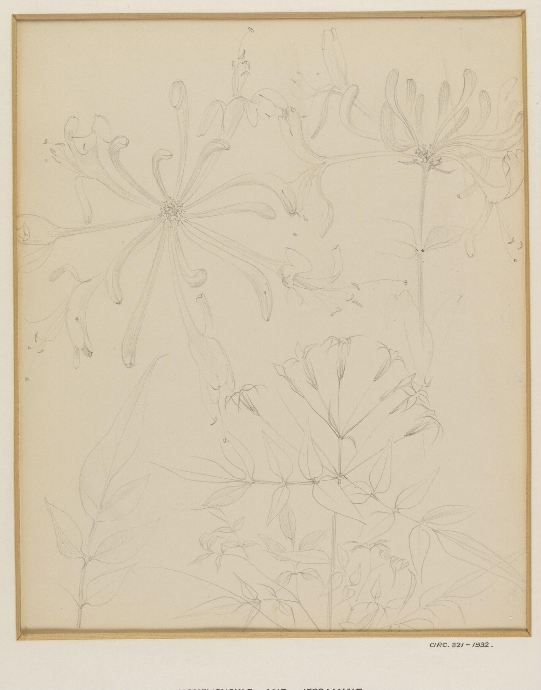 Honeysuckle and Jessamine, W. R. Lethaby, 1857-1931