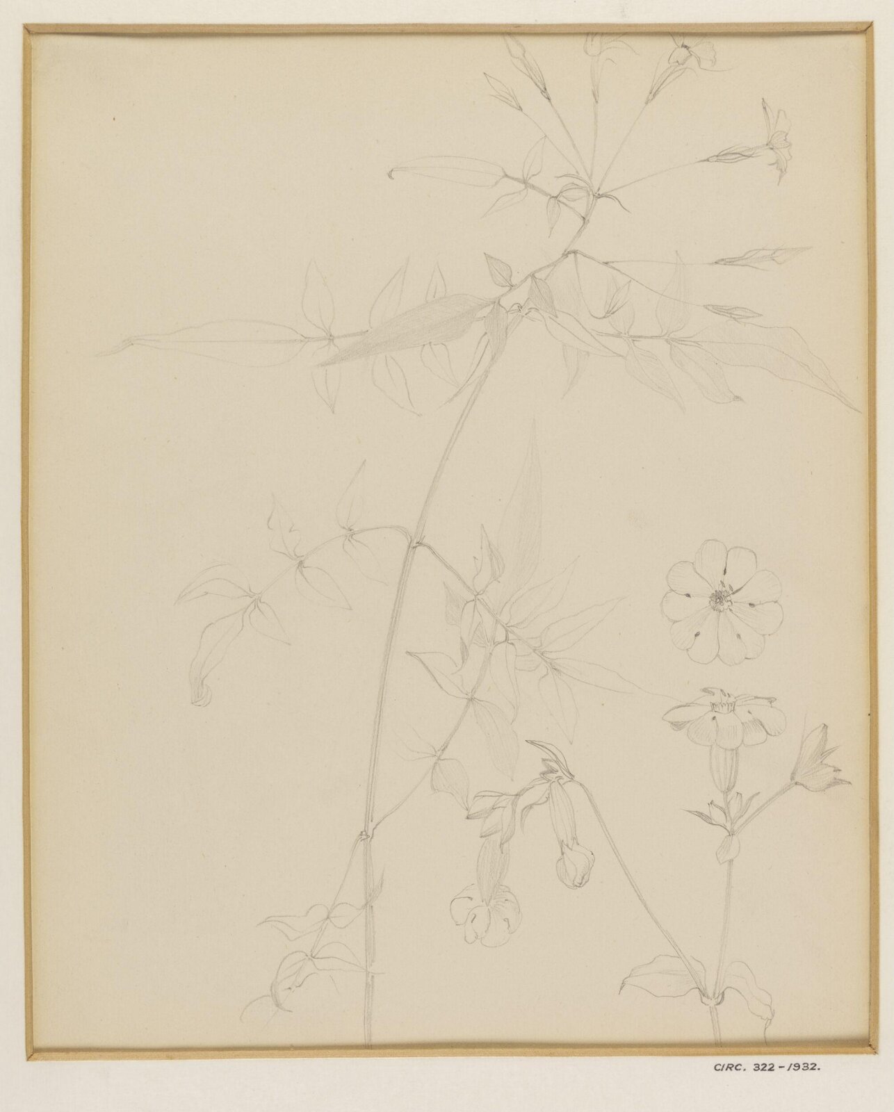 Jessamine and Red Campion, W. R. Lethaby, 1857-1931
