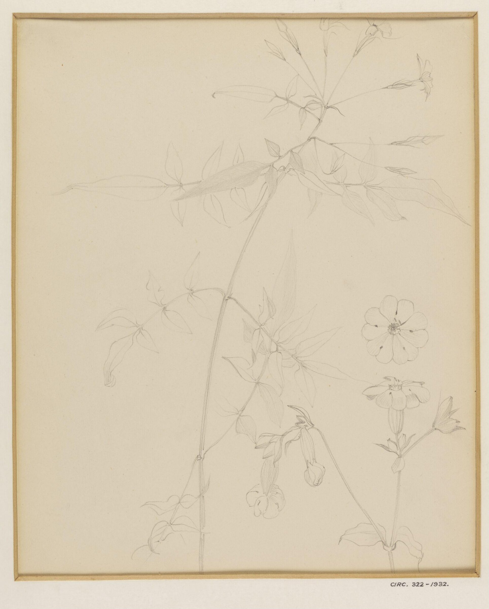 Jessamine and Red Campion, W. R. Lethaby, 1857-1931