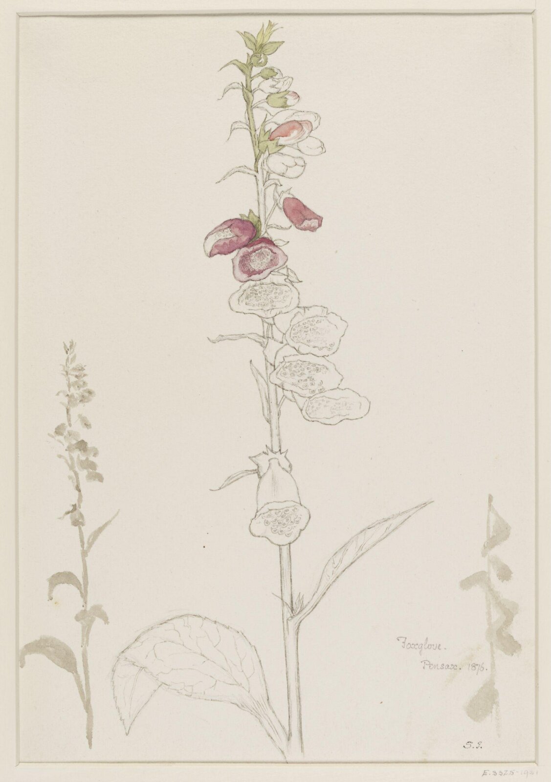 Foxglove Pensax 1876, Selwyn Image, 1876