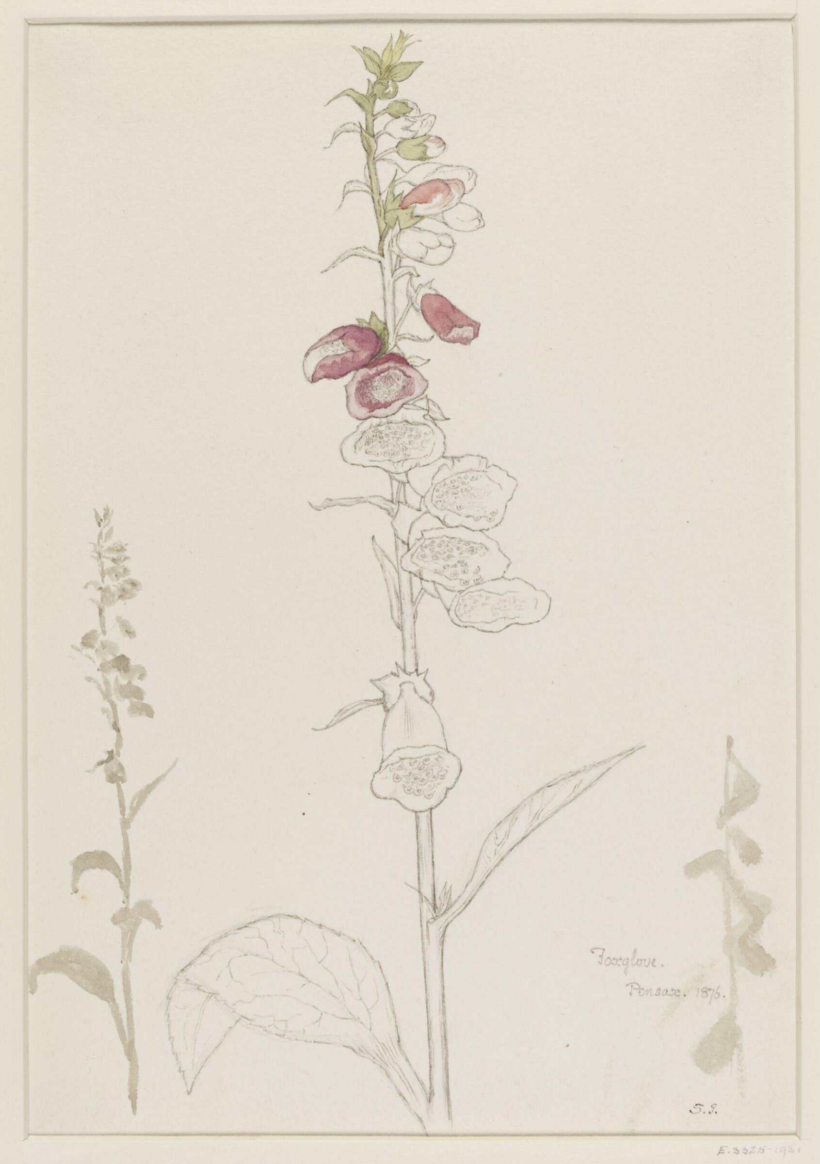 Foxglove Pensax 1876, Selwyn Image, 1876