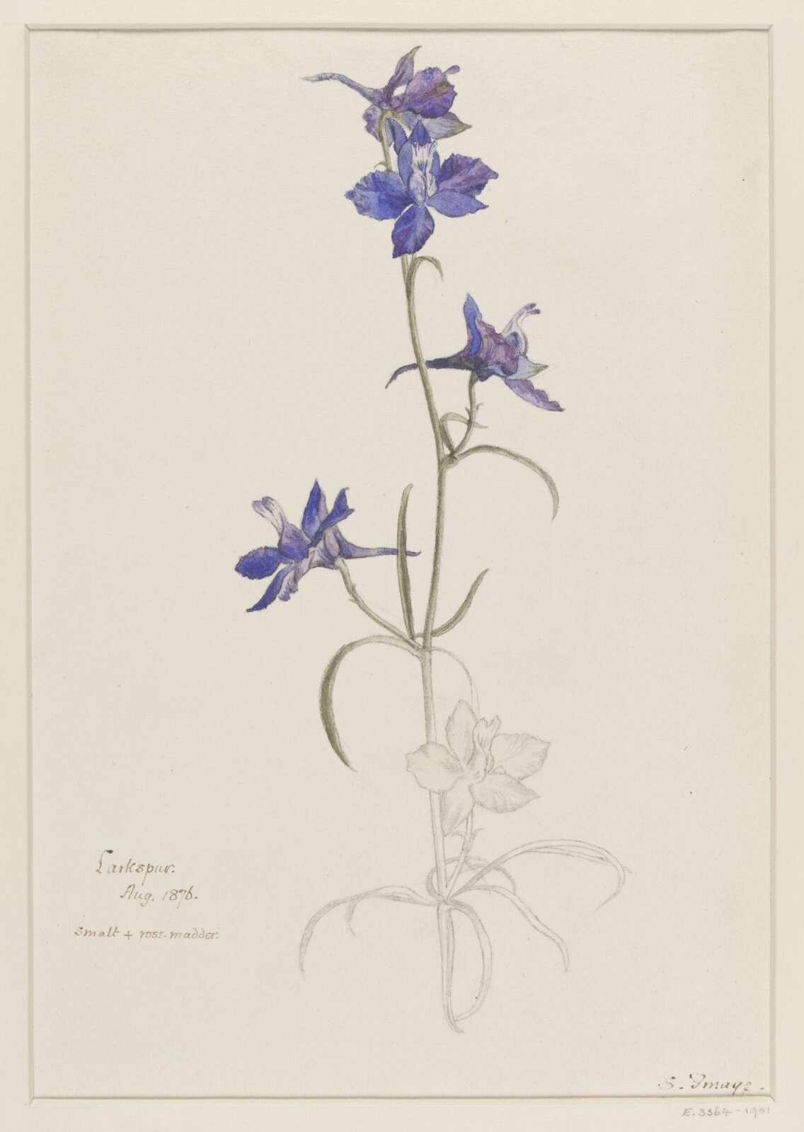 Watercolour study, Selwyn Image, August 1876