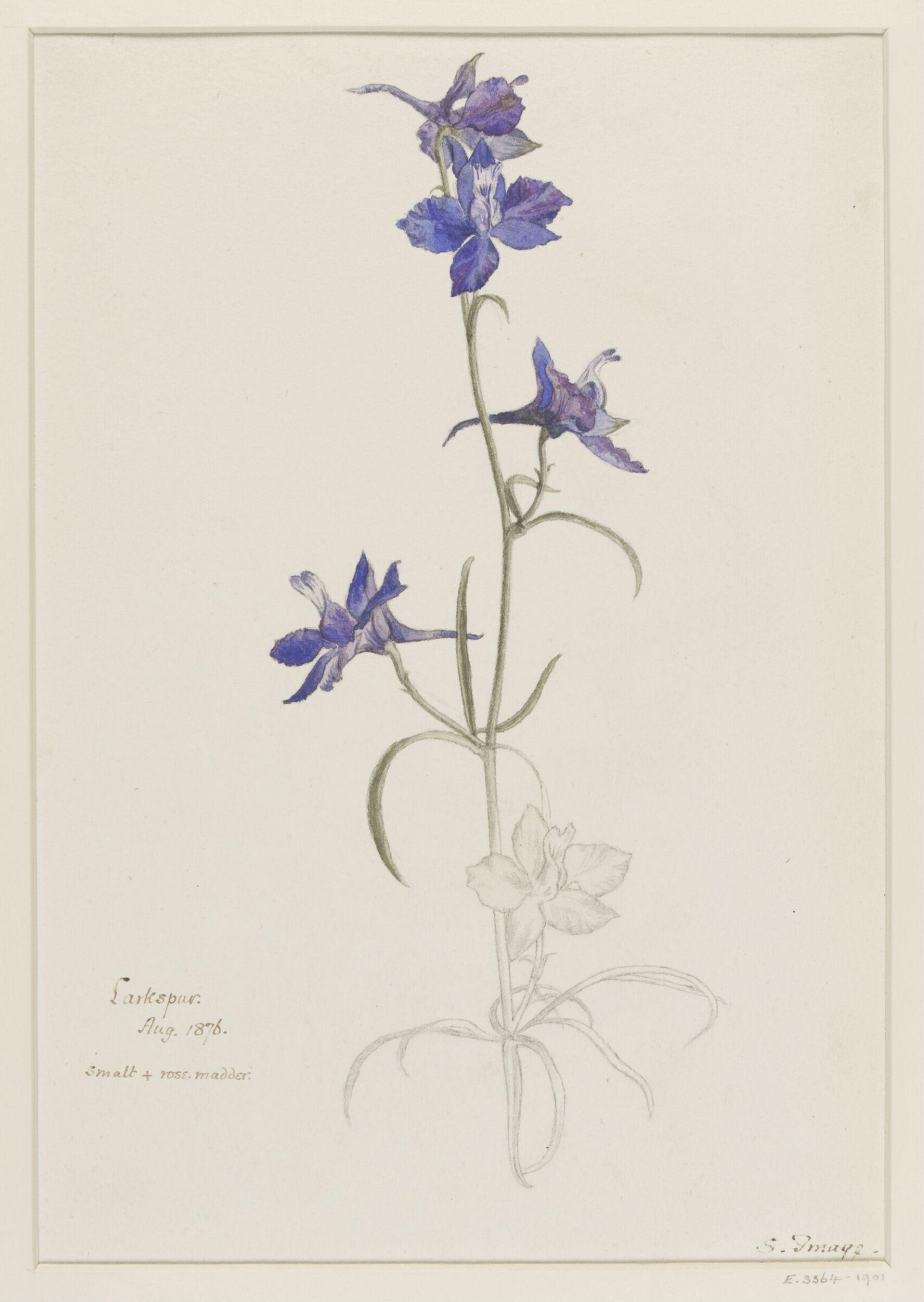Watercolour study, Selwyn Image, August 1876
