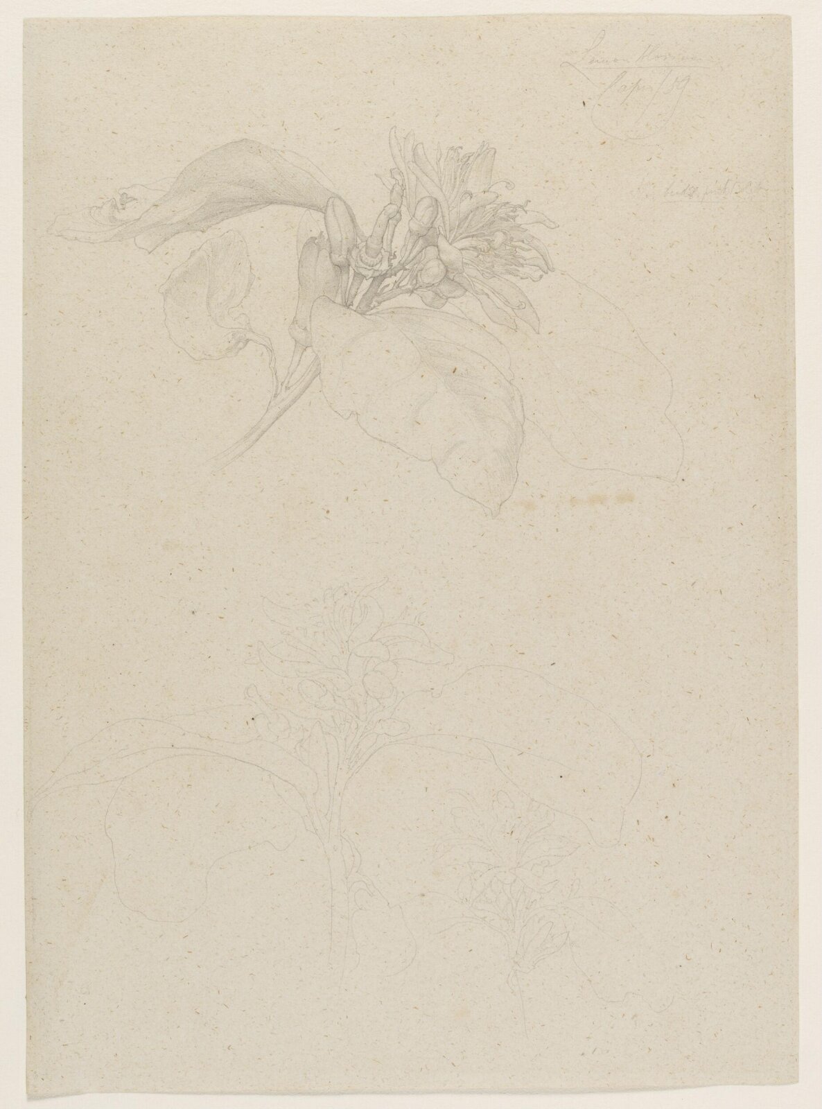 Lemon blossom. Capri, Frederic Lord Leighton, 1859