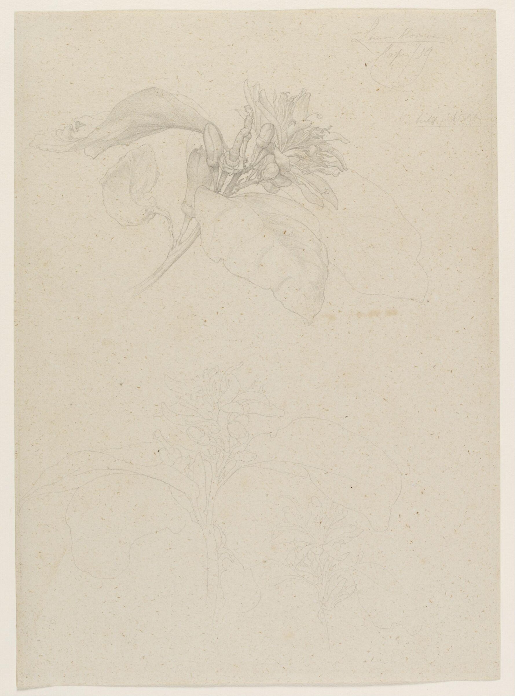 Lemon blossom. Capri, Frederic Lord Leighton, 1859