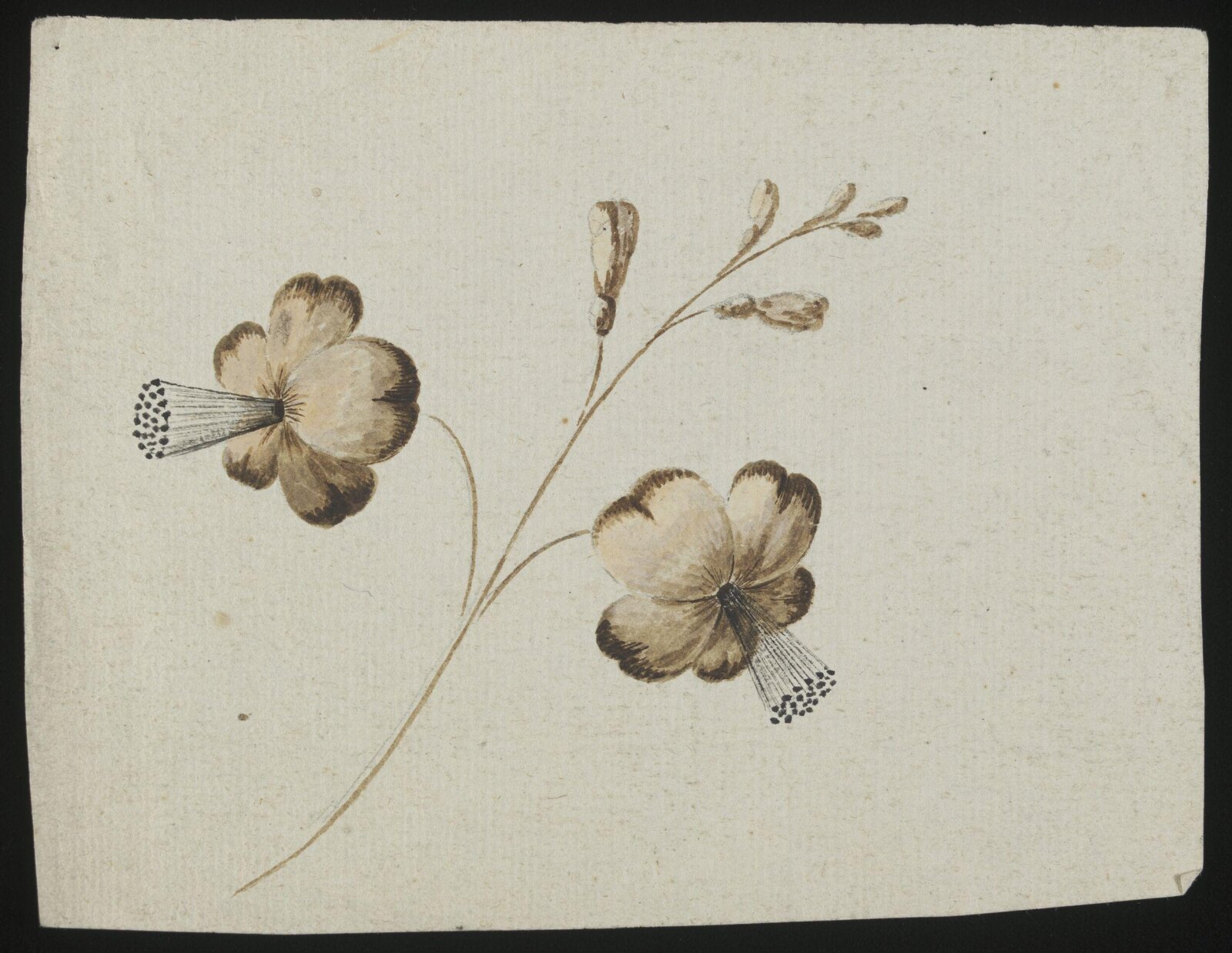 Drawing, late 18th century - early 19th century