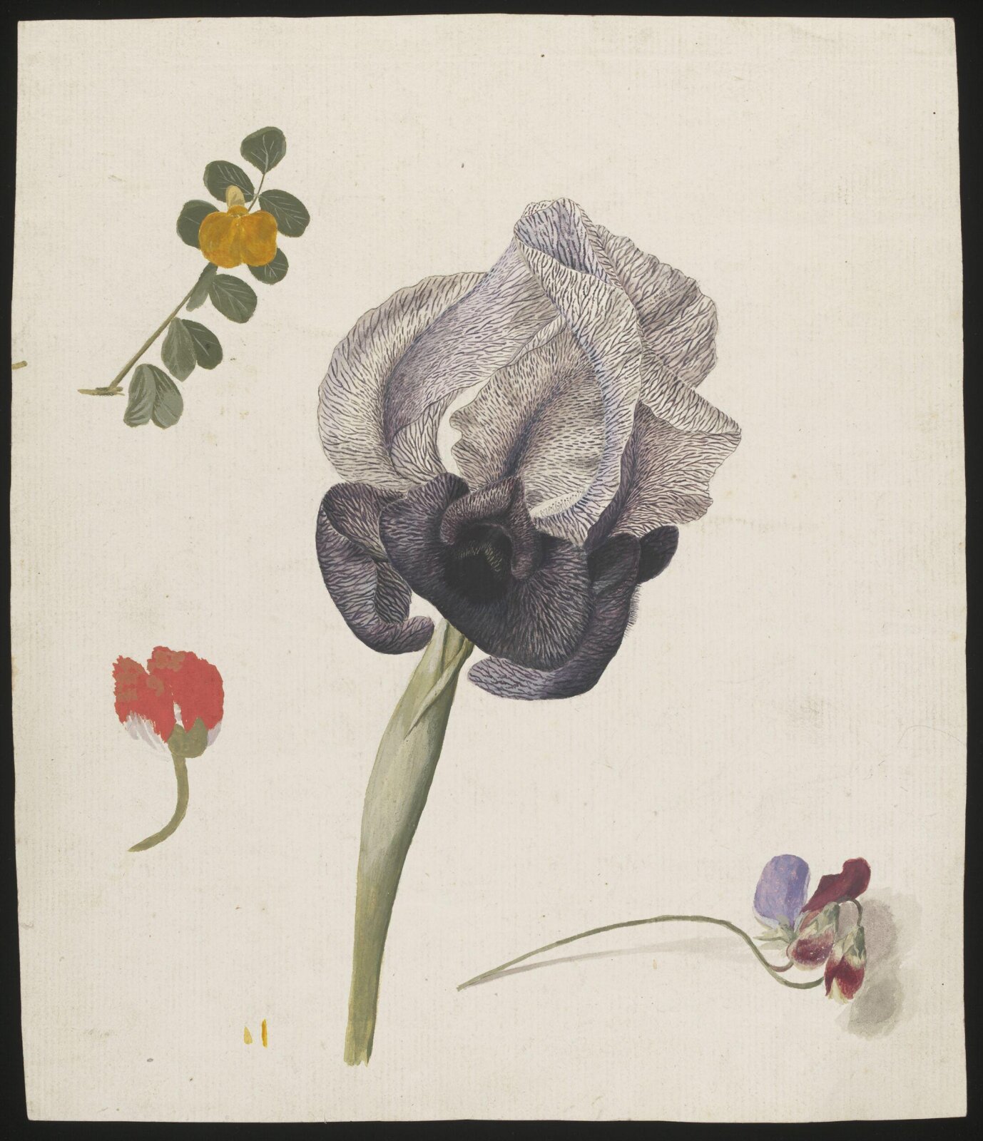 Drawing, late 18th century - early 19th century