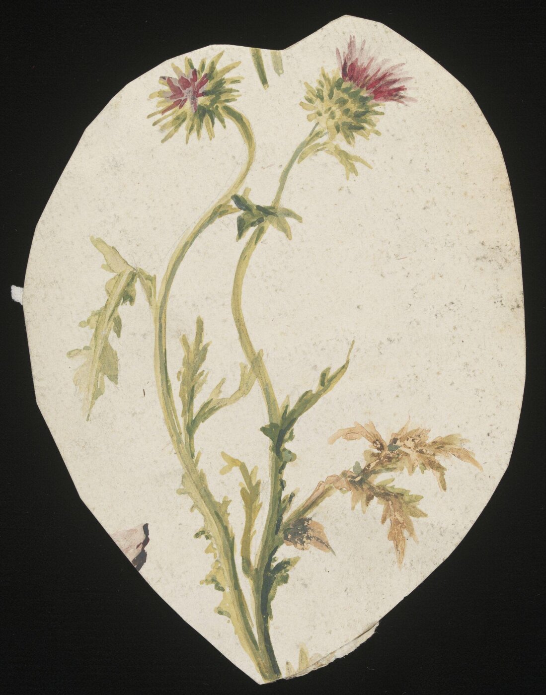 unknown, Drawing