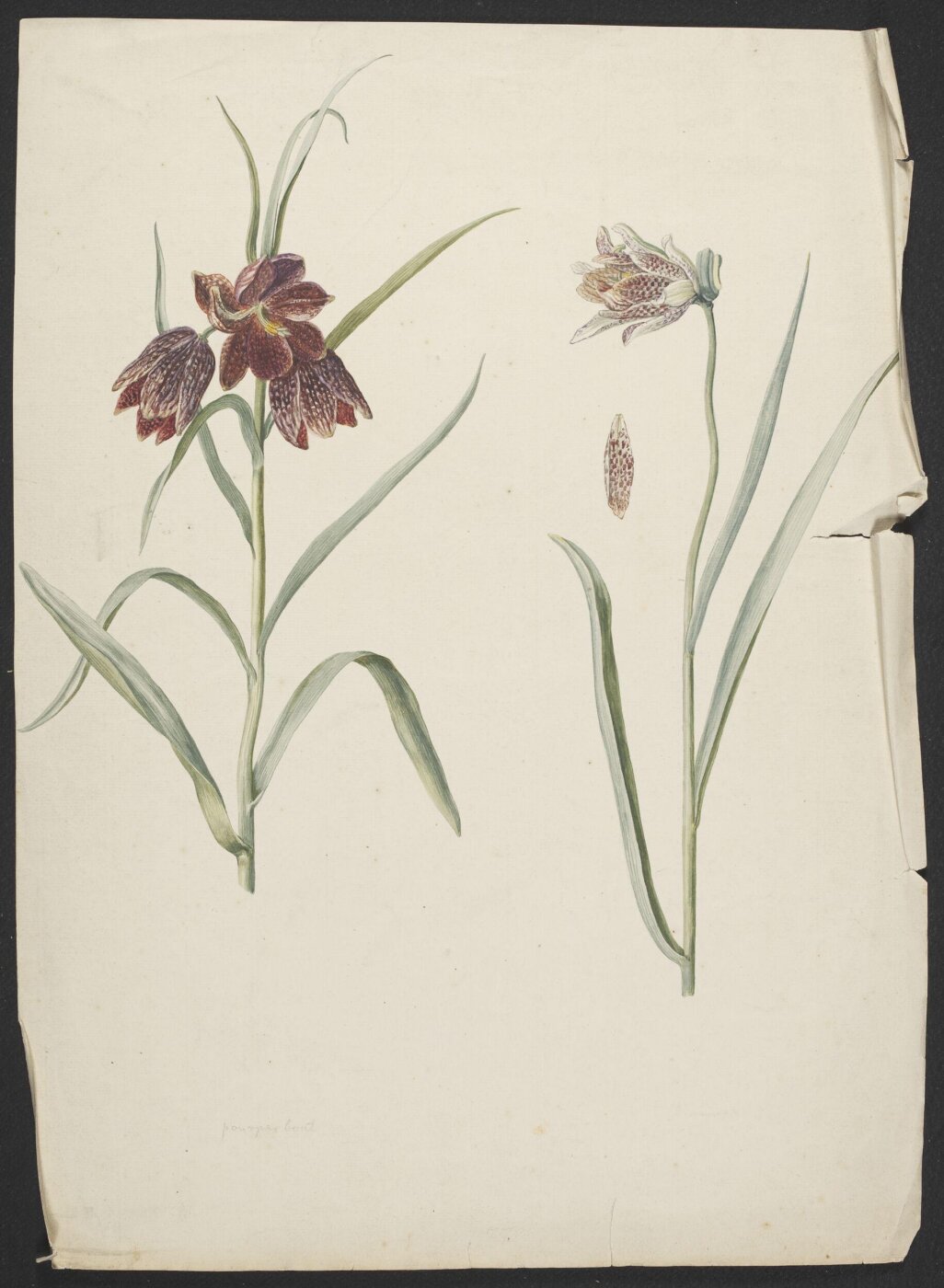 unknown, Drawing