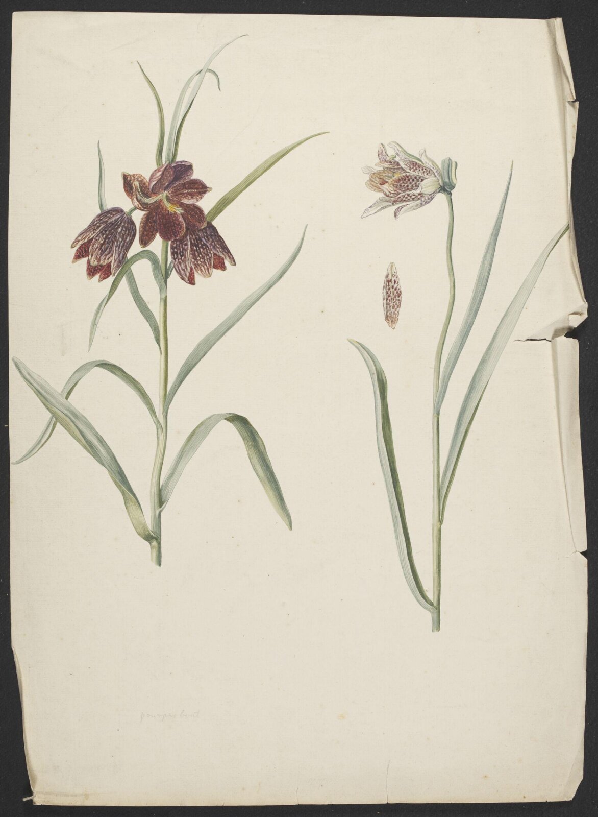 Drawing, late 18th century - early 19th century