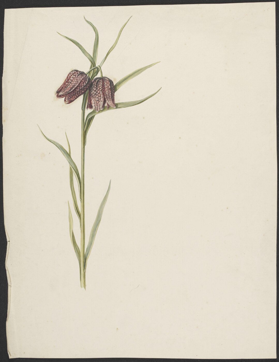 unknown, Drawing
