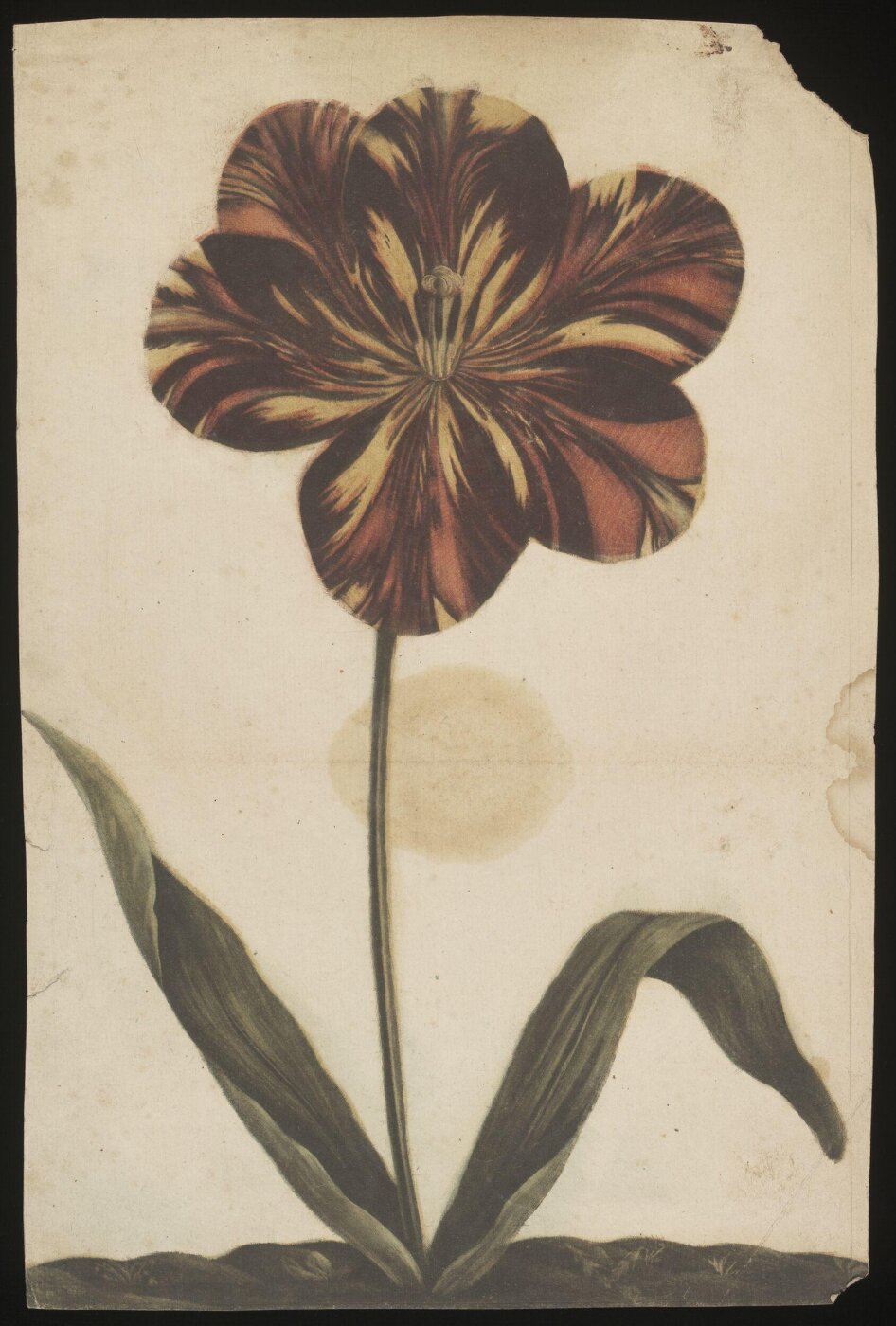 unknown, Drawing
