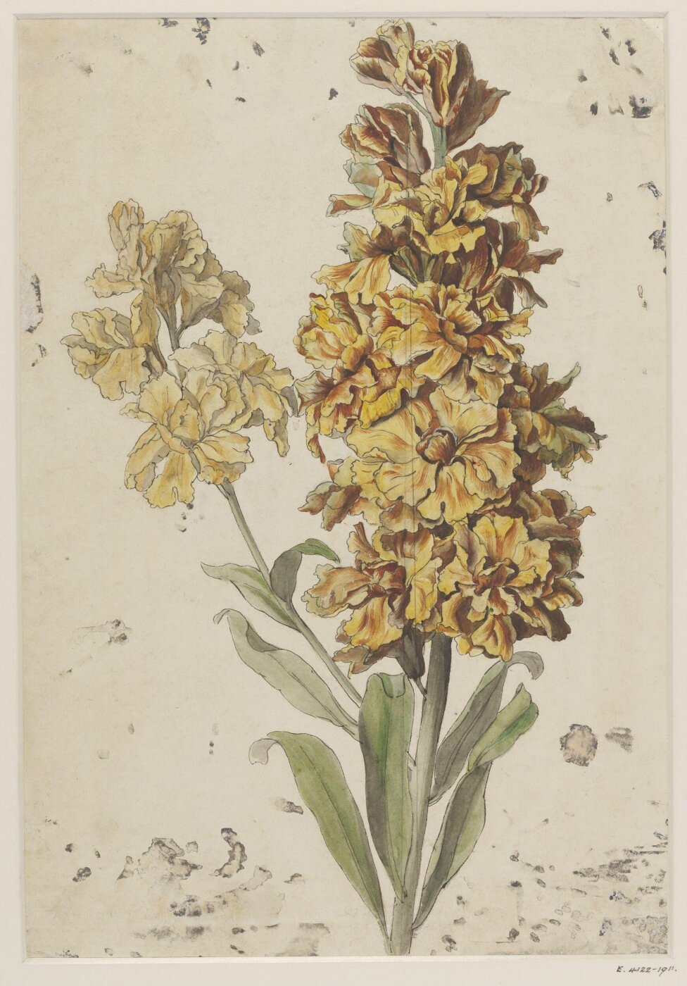 unknown, Drawing