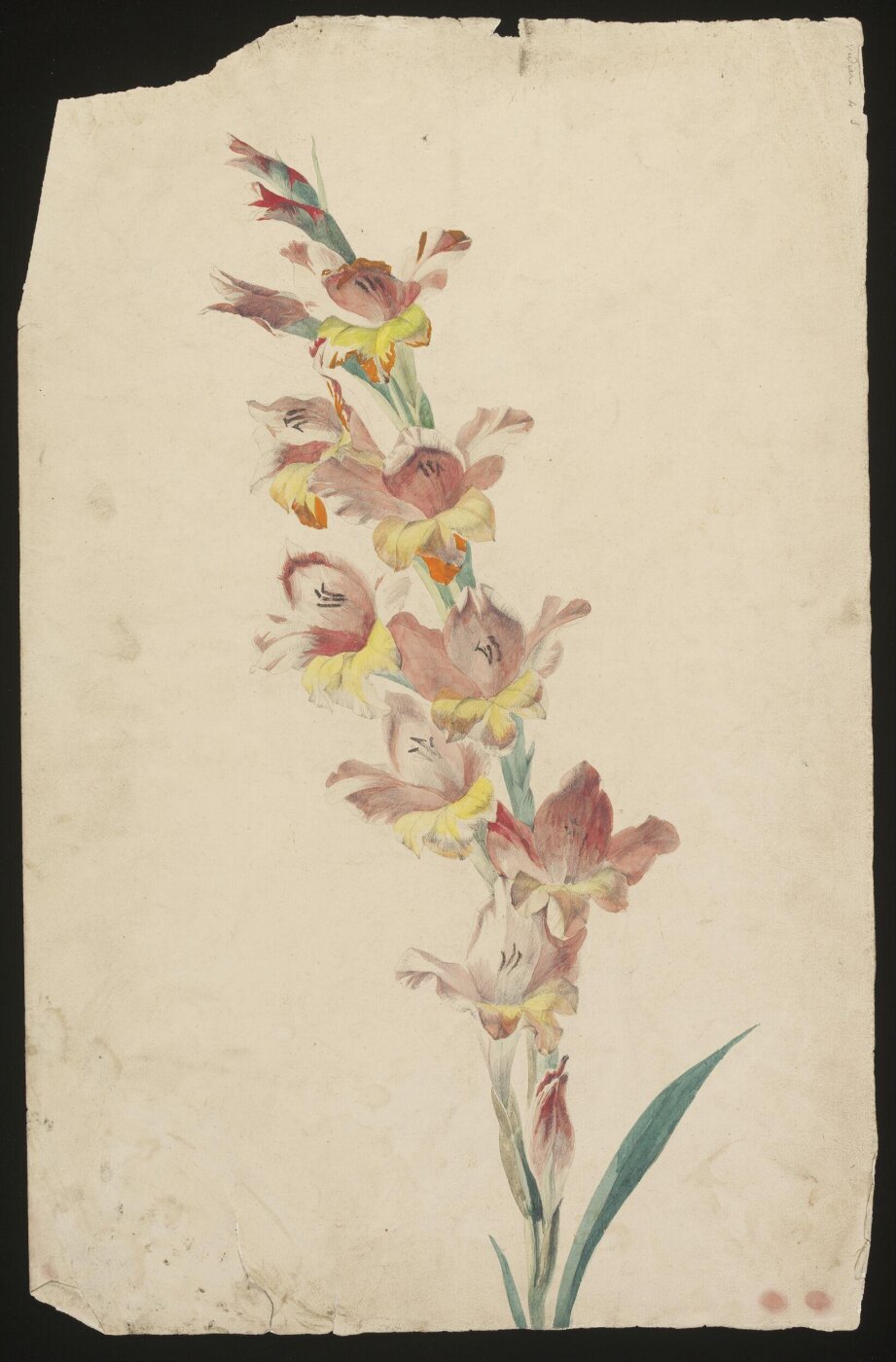 unknown, Drawing