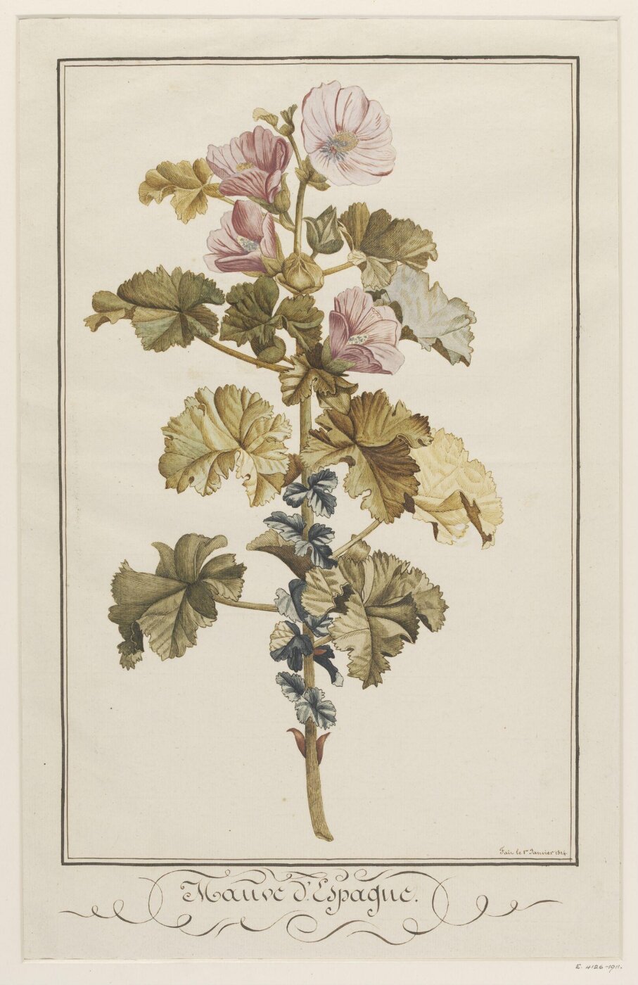 unknown, Drawing