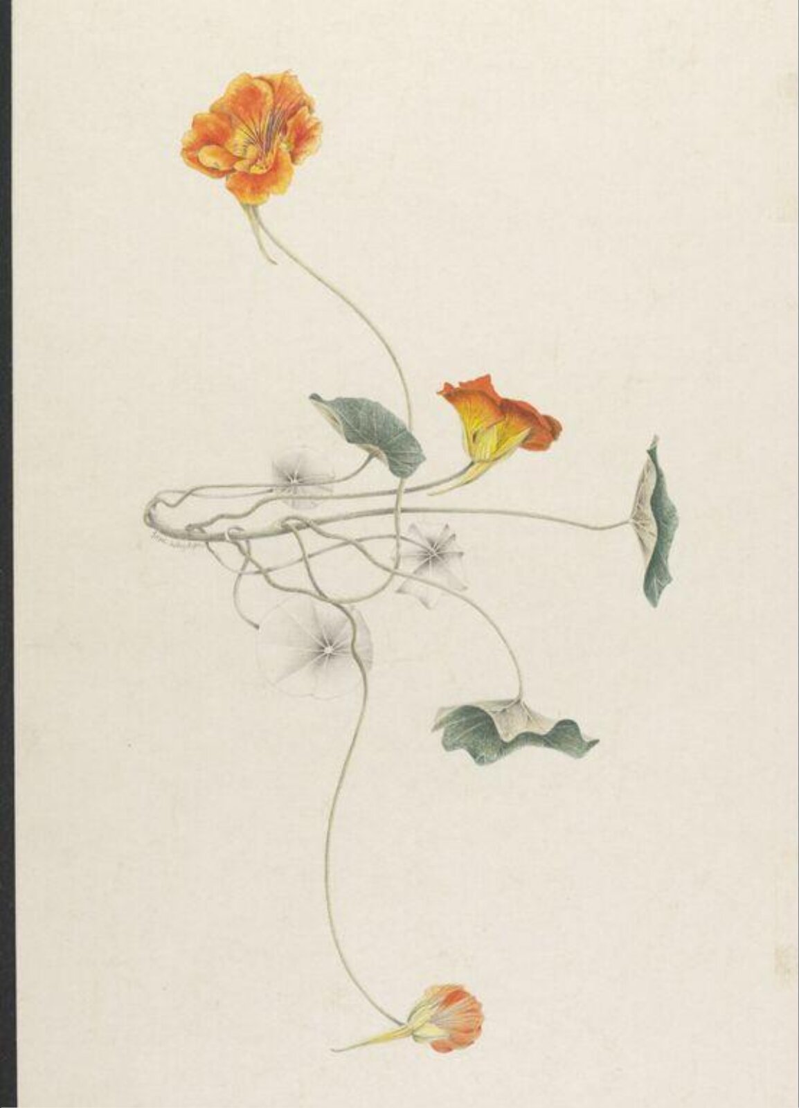 Nasturtium, Toni Hayden, 1950 to 1999