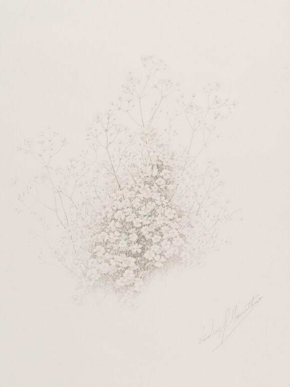 Gysophila, Lindsay Grandison Macarthur, first quarter 20th century