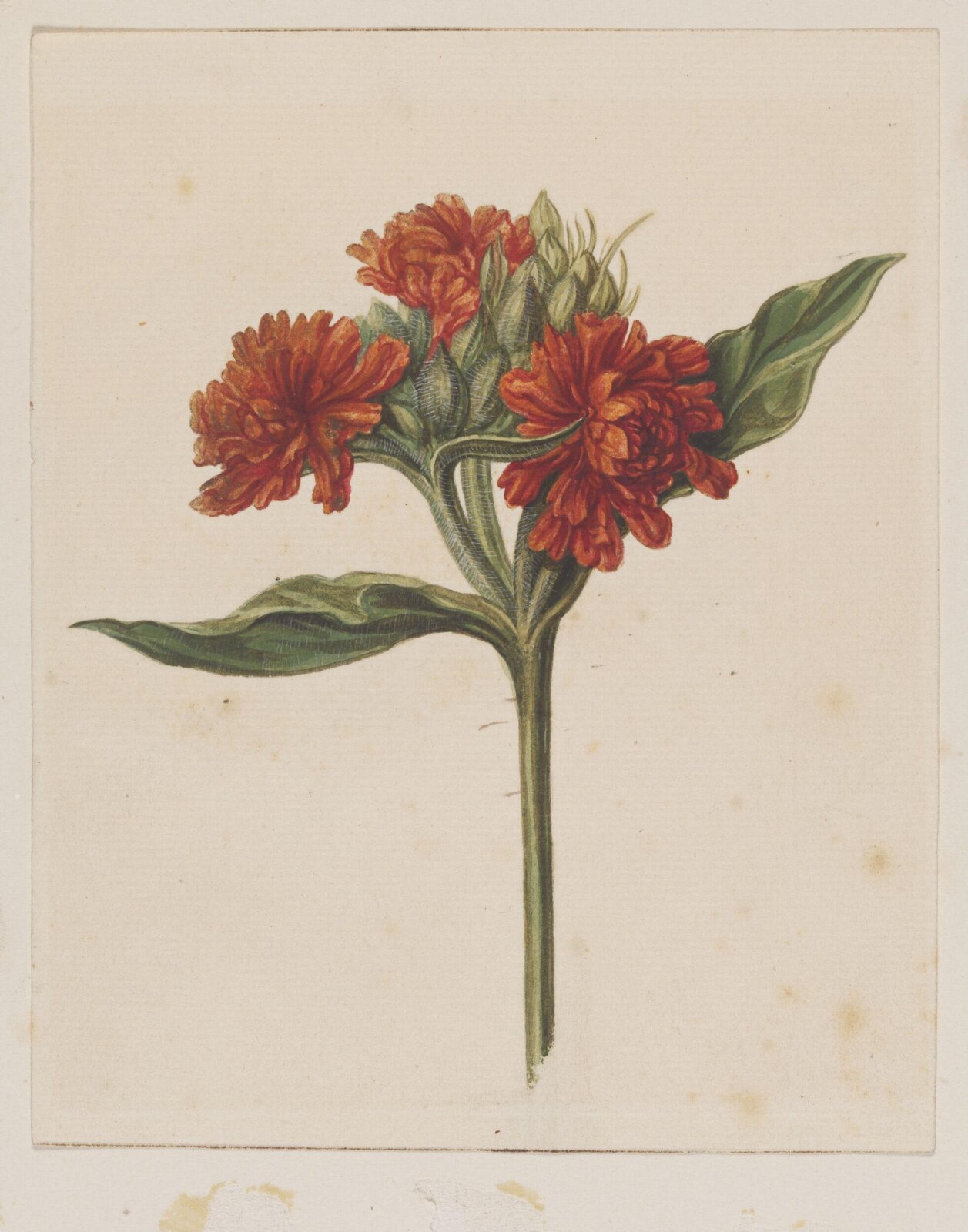 Maltese Cross (<i>Lychnis chalcedonica</i>), late 18th century-early 19th century