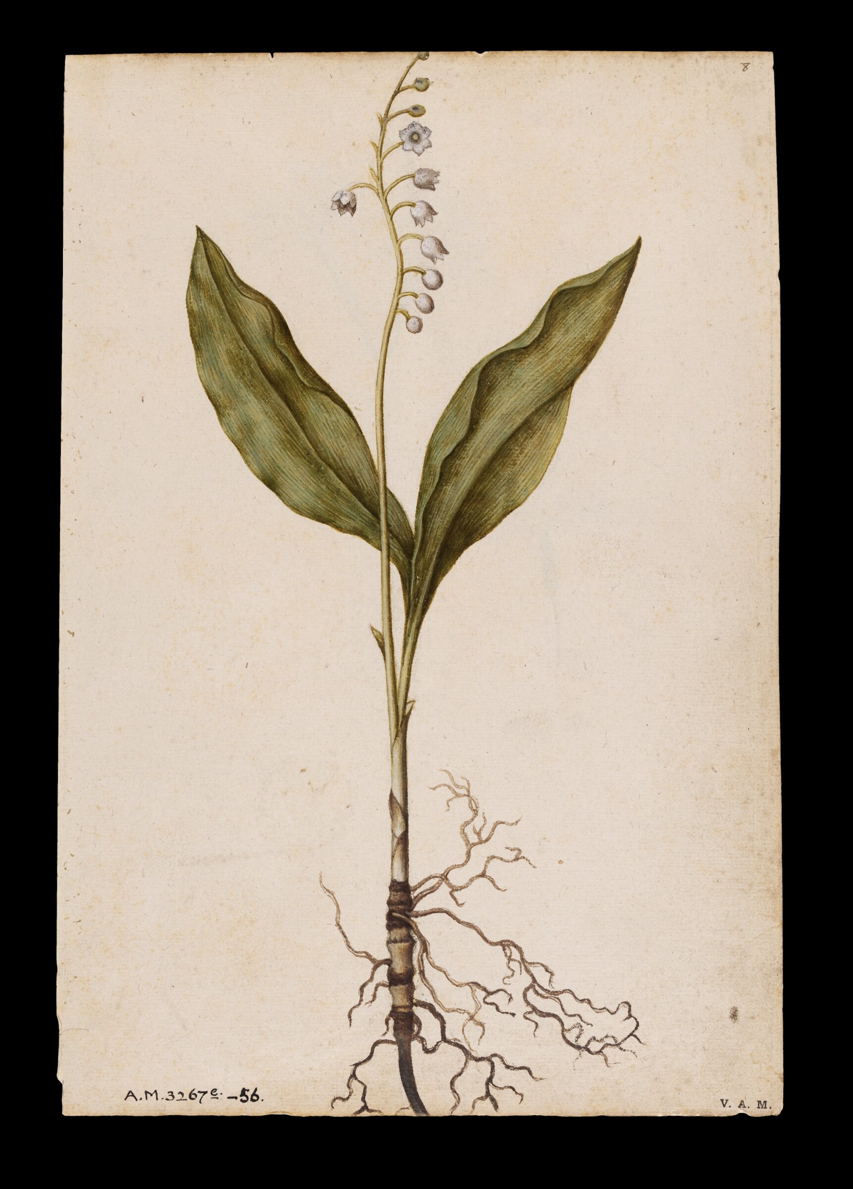 Lily of the valley; Pinks, Jacques Le Moyne de Morgues, ca.1560-1575